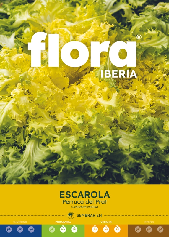 IC01115BOLS - Escarola Perruca del Prat
