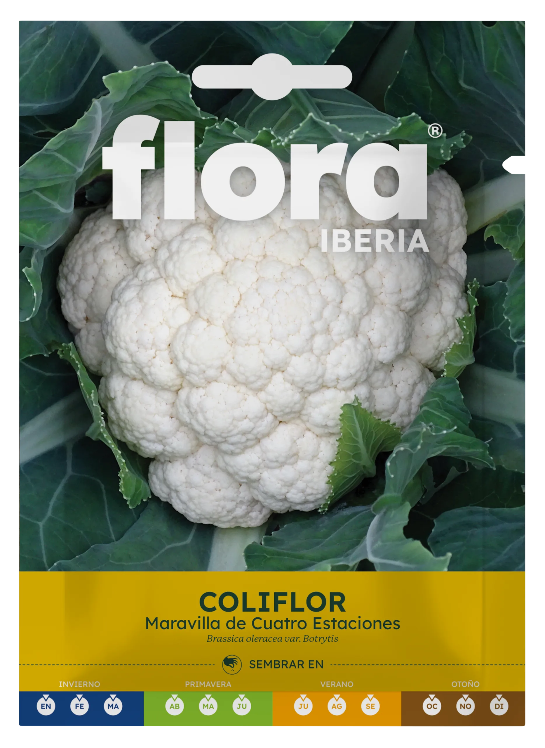 IC01321BOLS - Coliflor Maravilla de Cuatro Estaciones