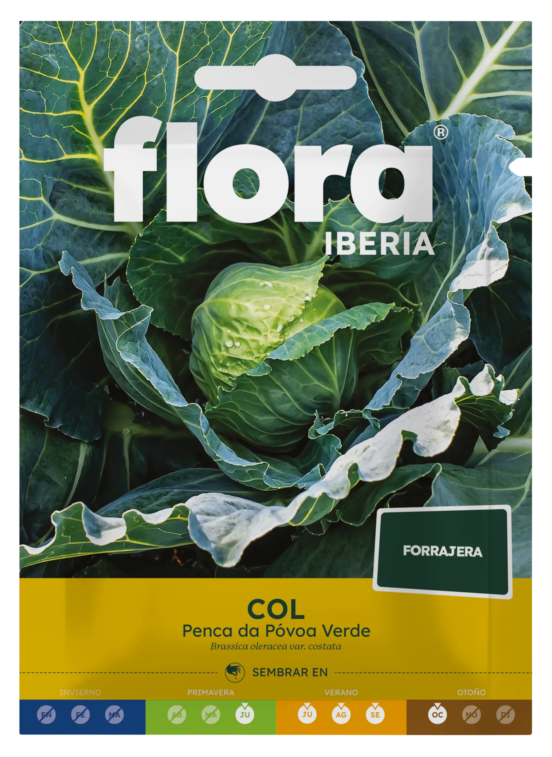IC01428BOLS - Col Penca da Póvoa Verde