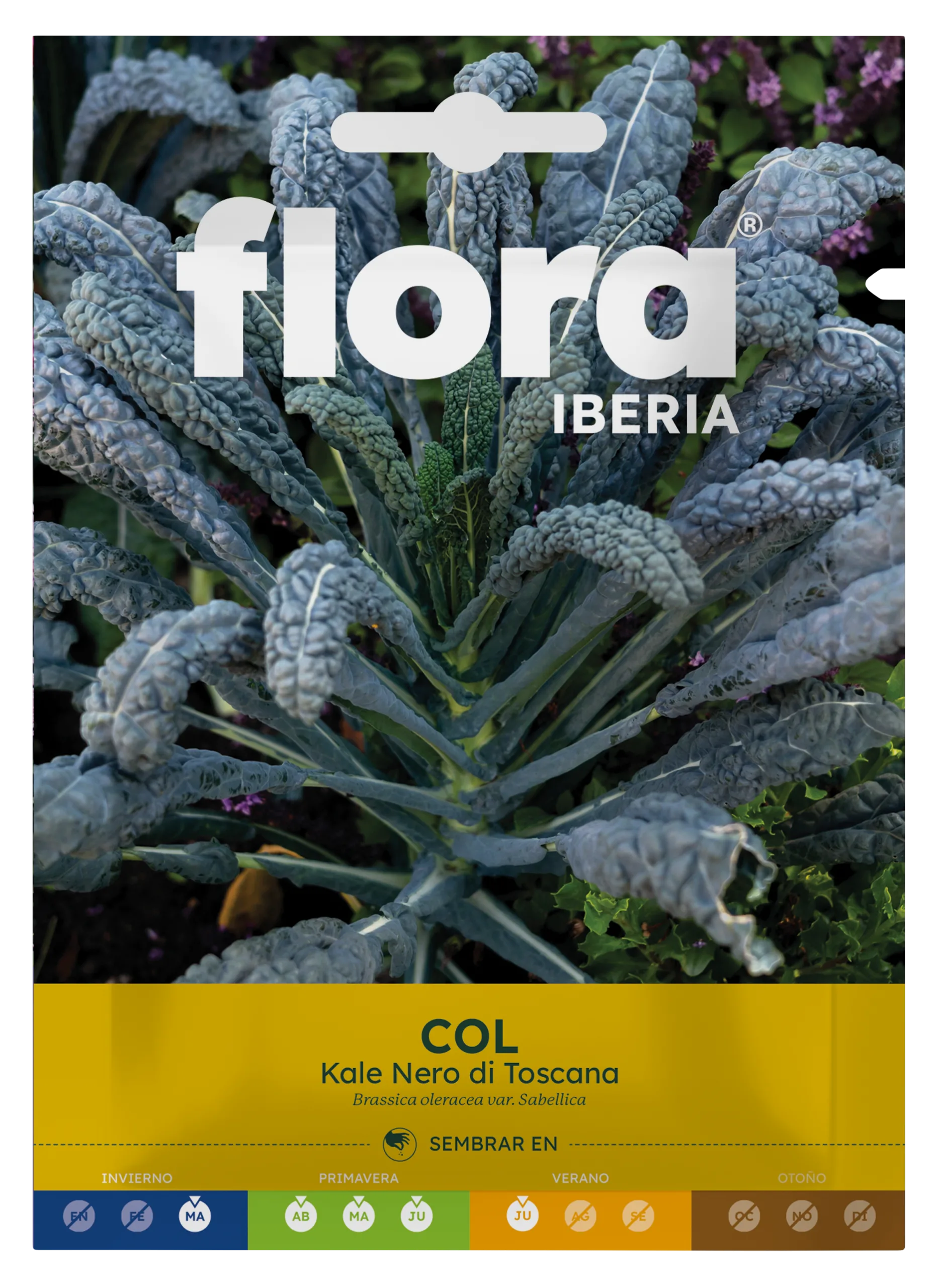 IC01444BOLS - Col Kale Nero di Toscana