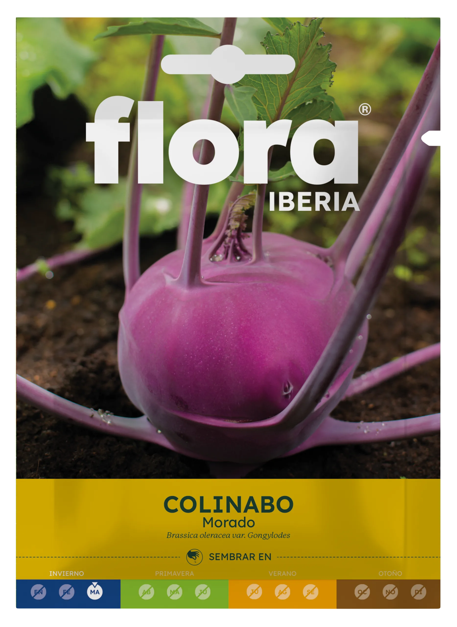 IC01446BOLS - Colinabo Morado