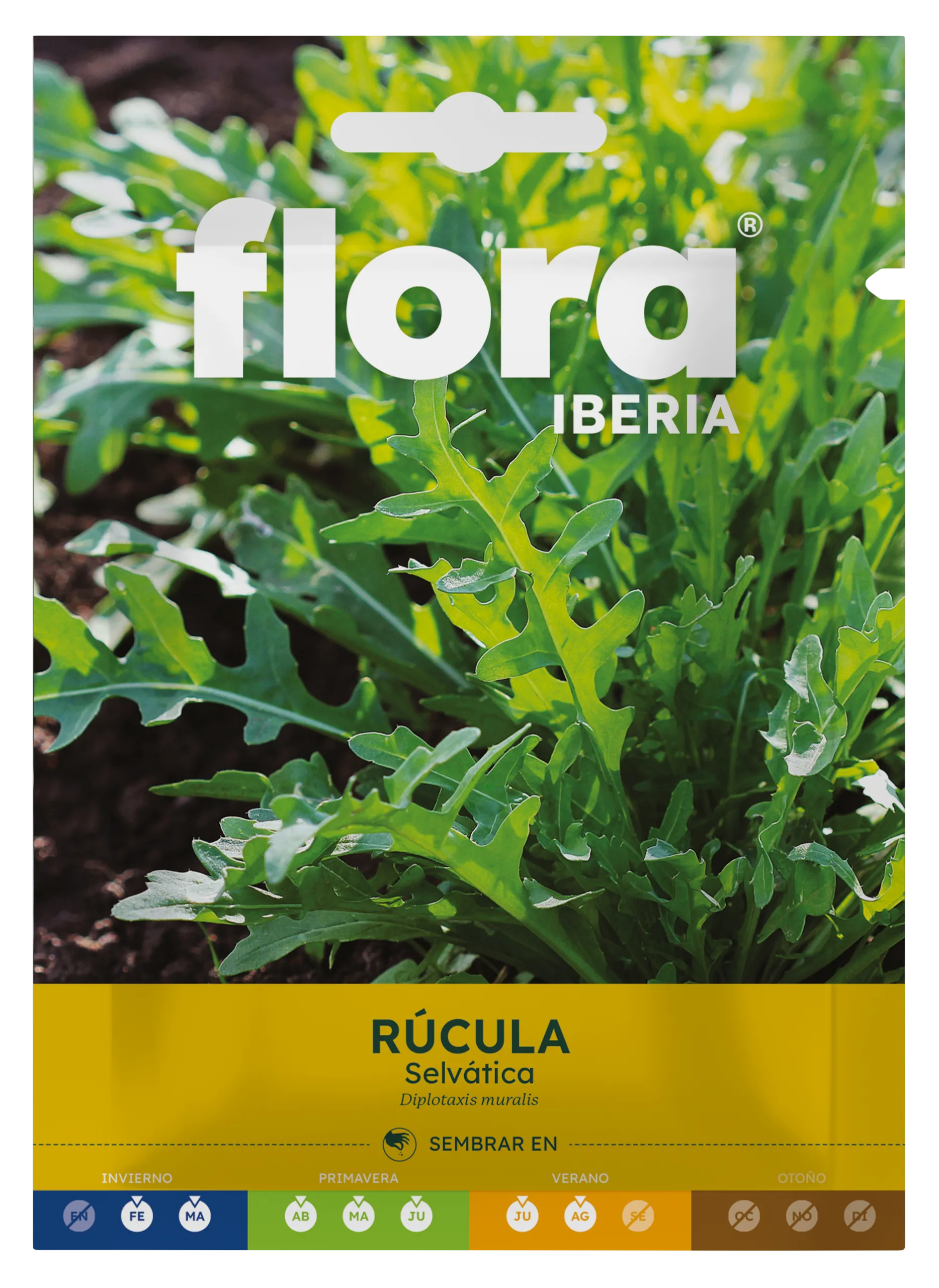 IC01865BOLS - Rúcula