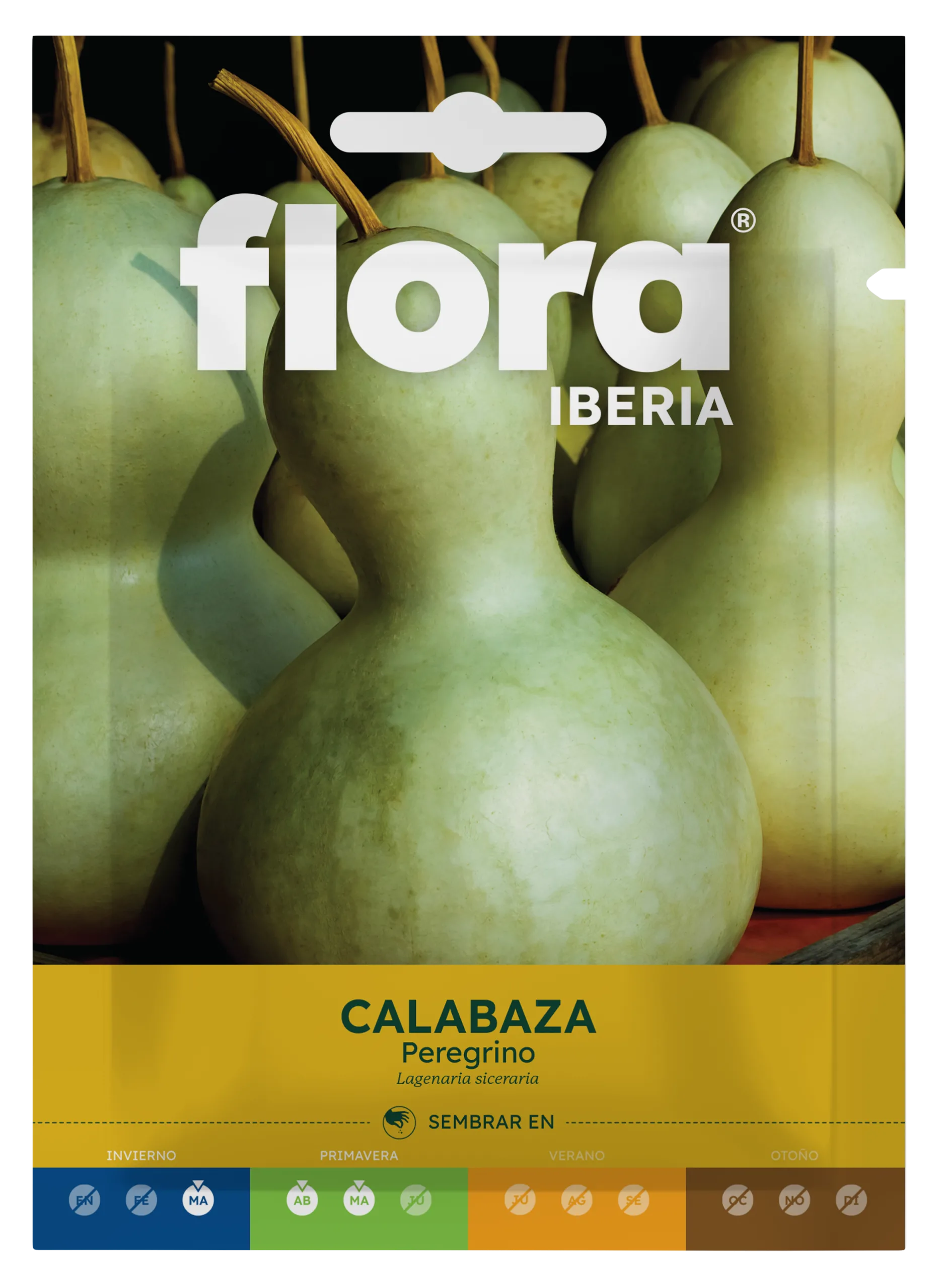 IA65006BOLS - Calabaza Peregrino