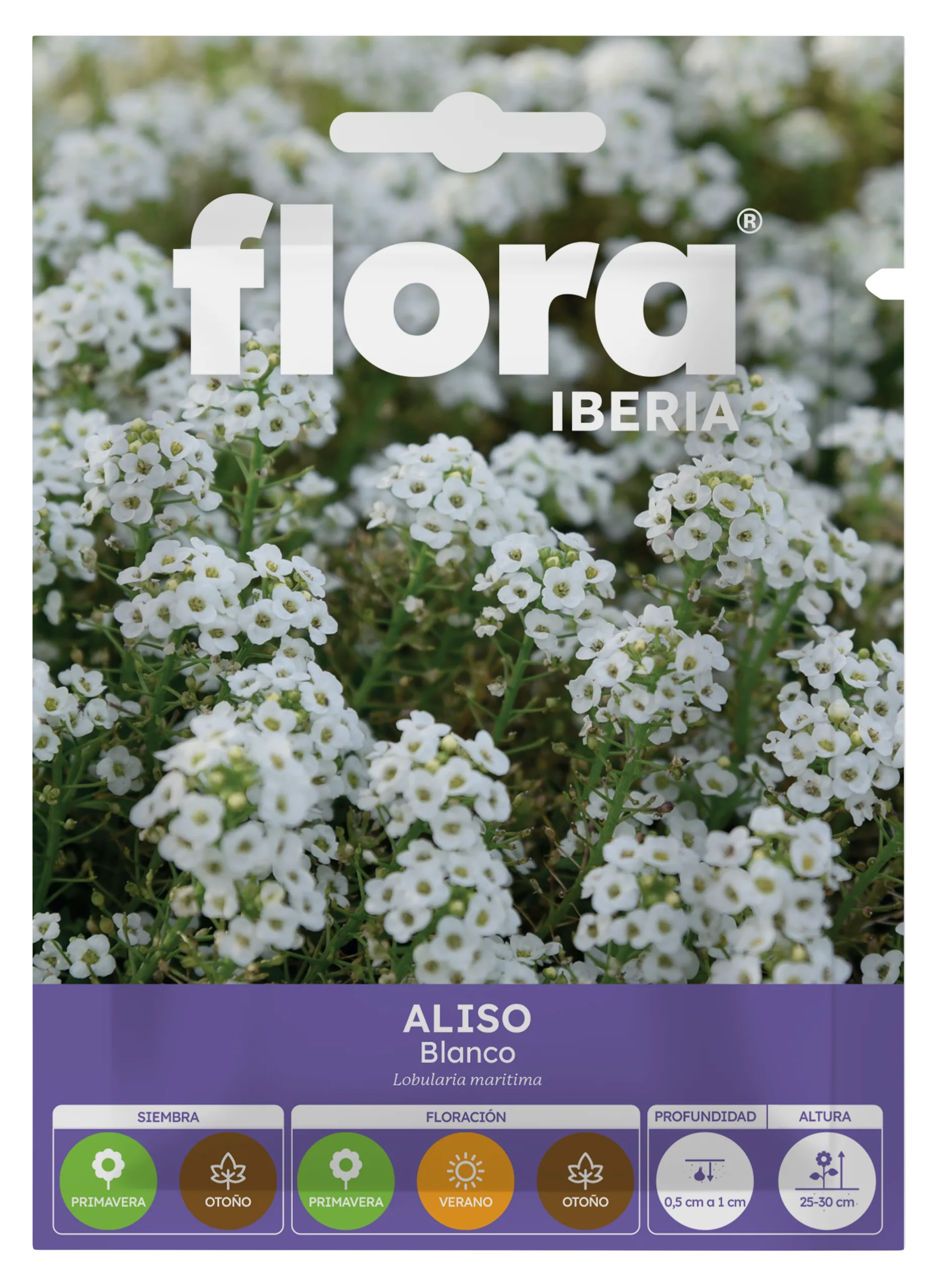 IA65015BOLS - Aliso Blanco