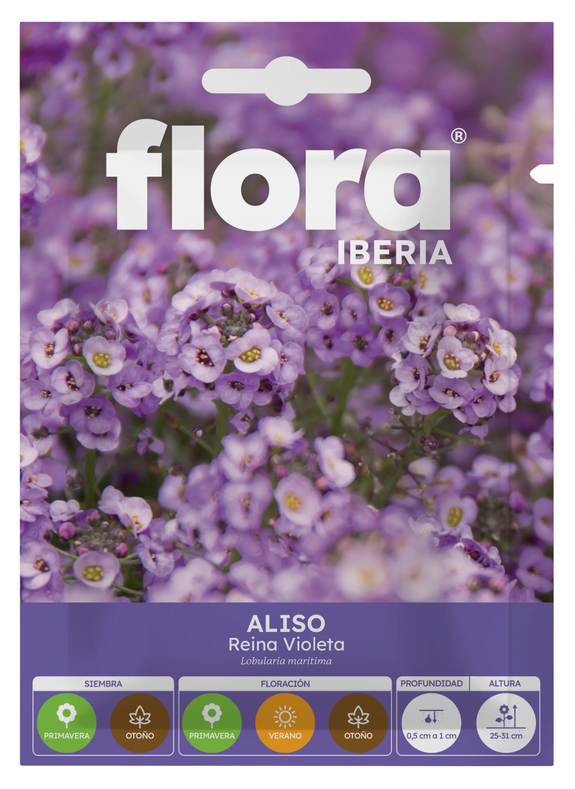 IA65020BOLS - Aliso Reina Violeta