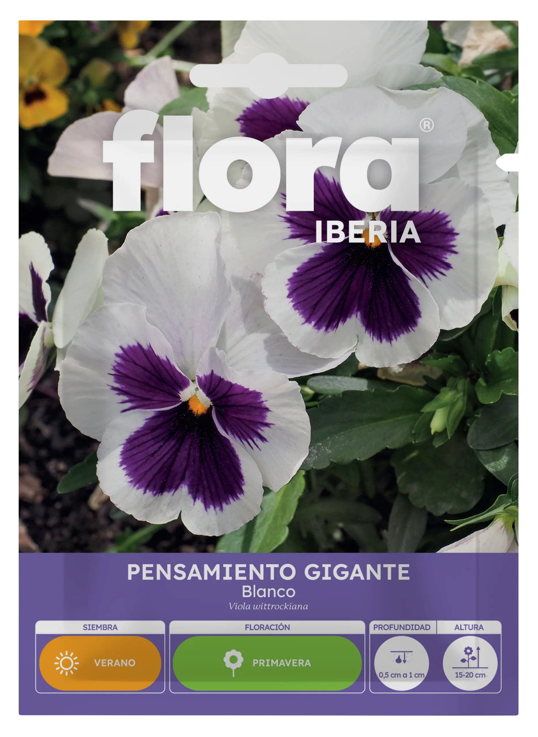 IA65035BOLS - Pensamiento Gigante Blanco