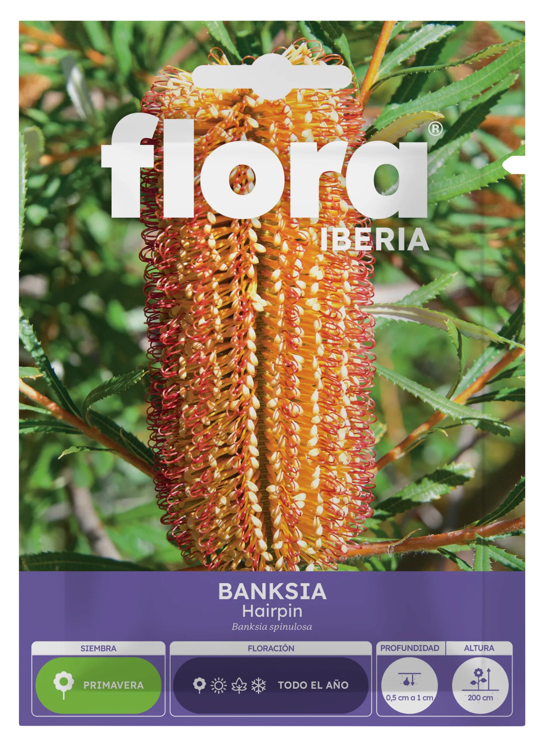 IA65062BOLS - Banksia Hairpin