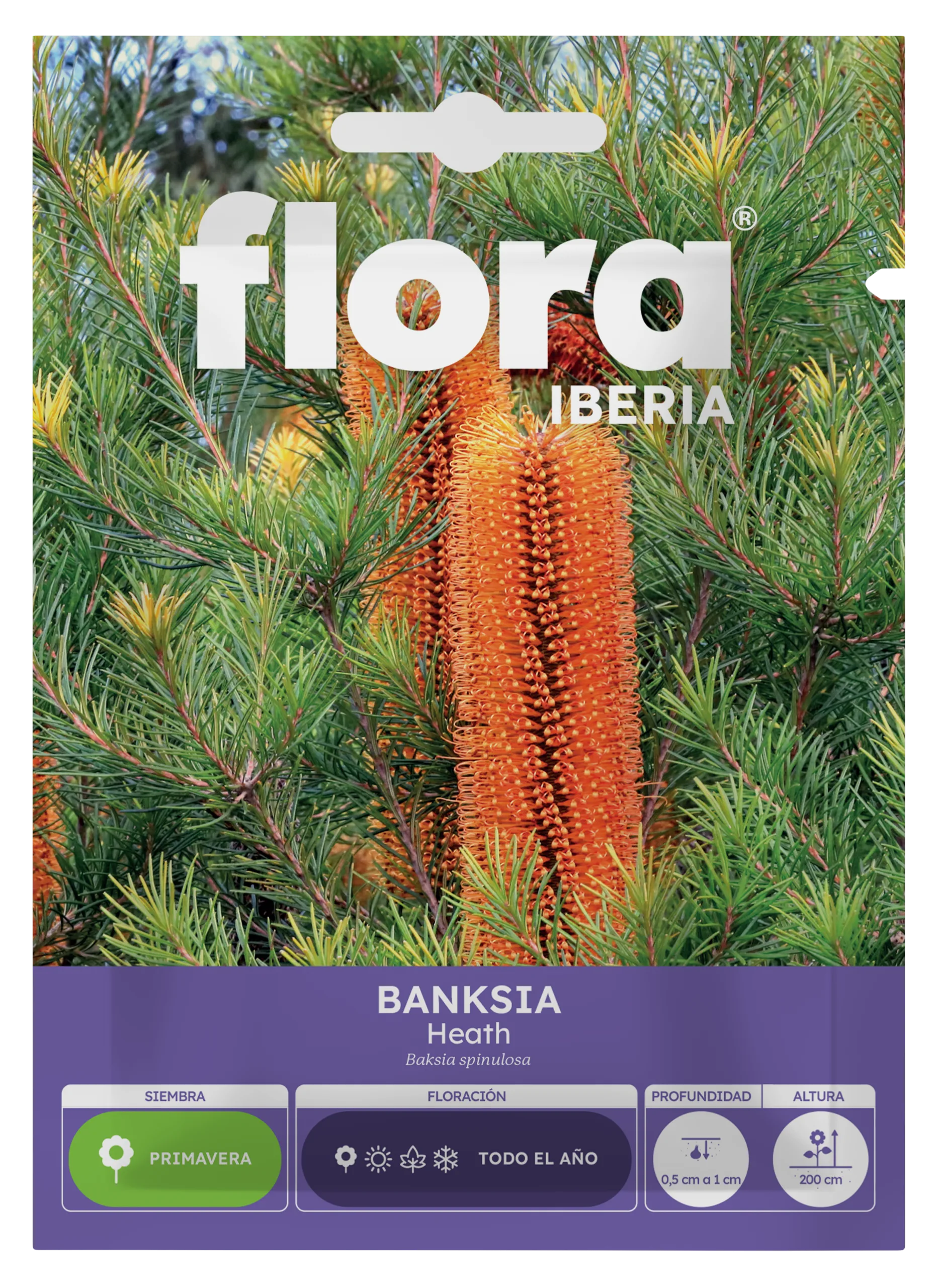 IA65063BOLS - Banksia Heath