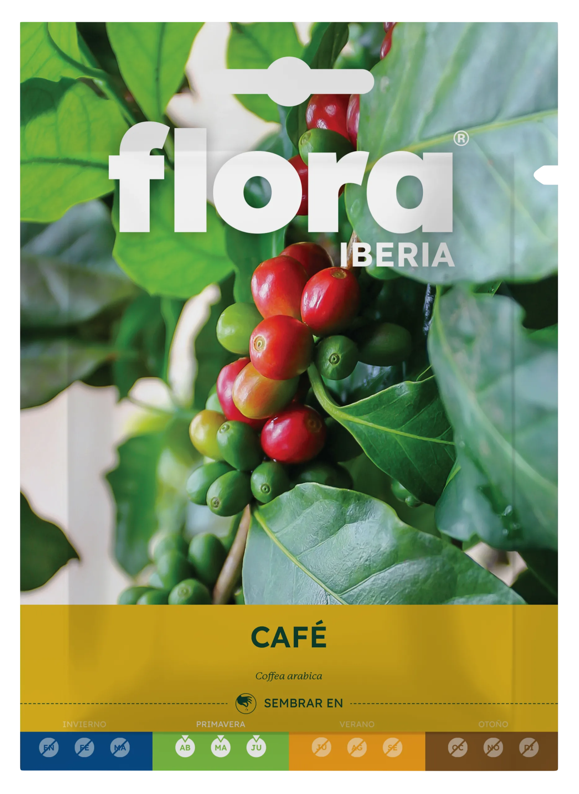 IA65086BOLS - Café