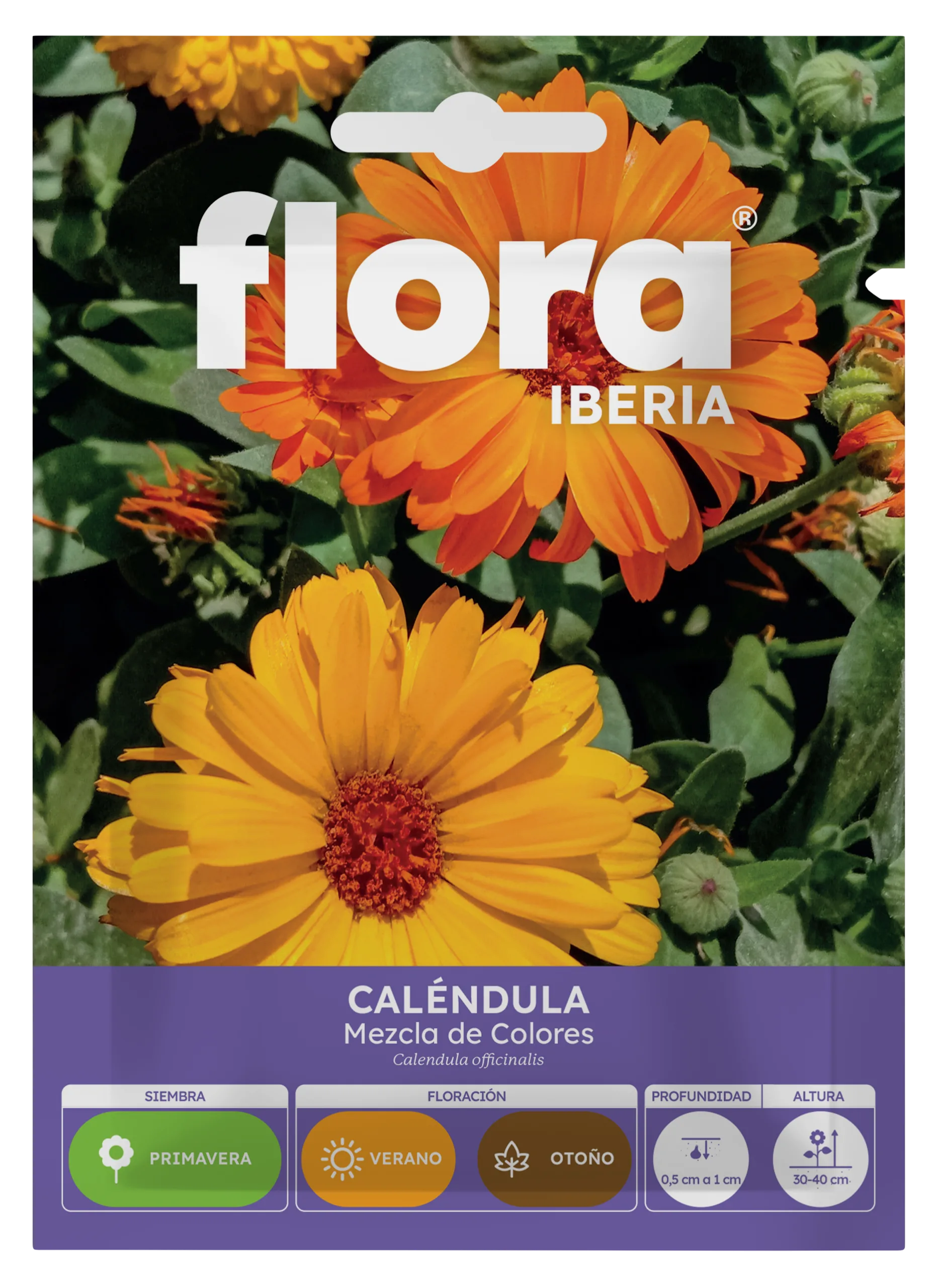 IA65090BOLS - Calendula Variada