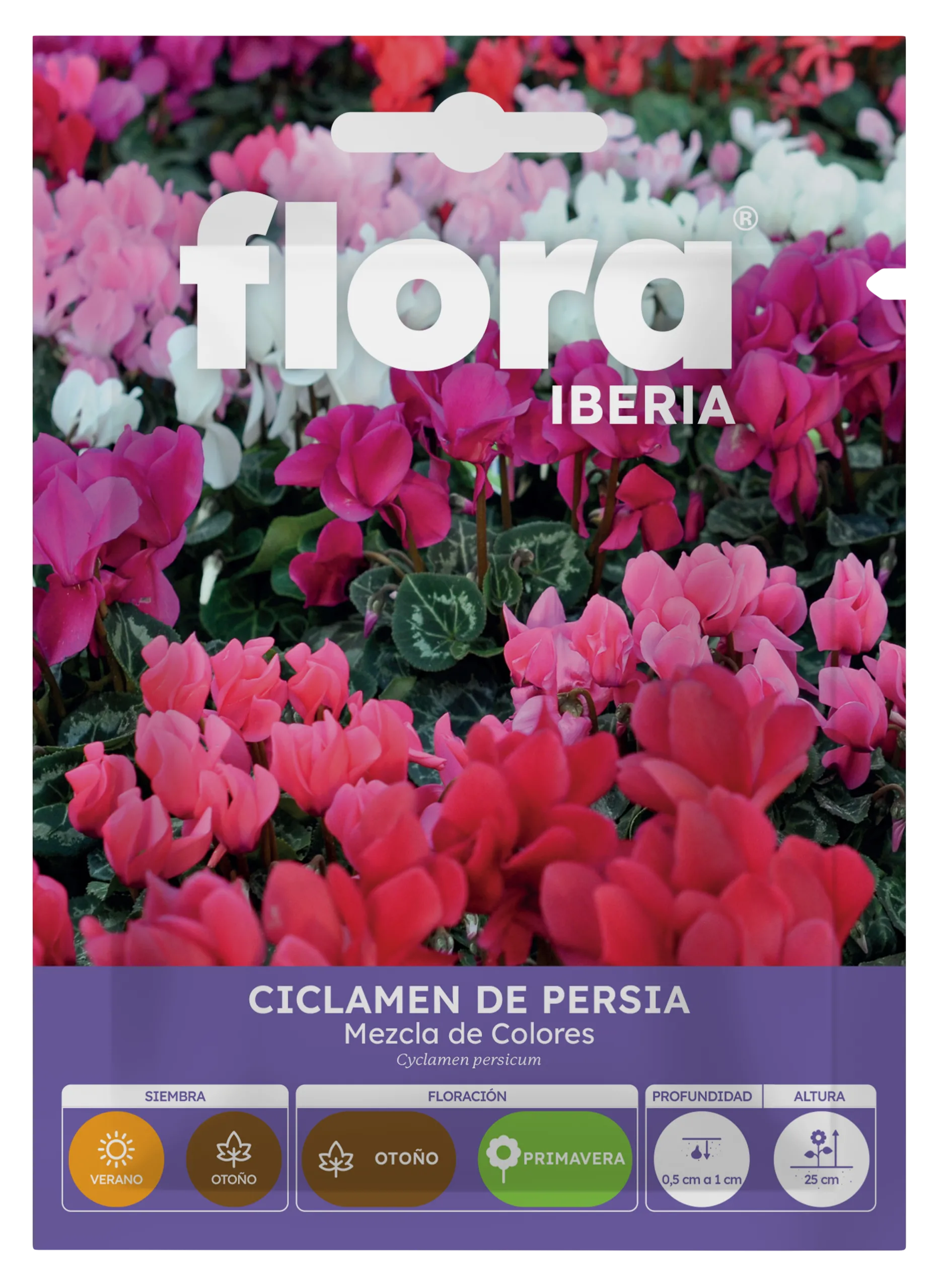 IA65120BOLS - Ciclamen de Persia Variado