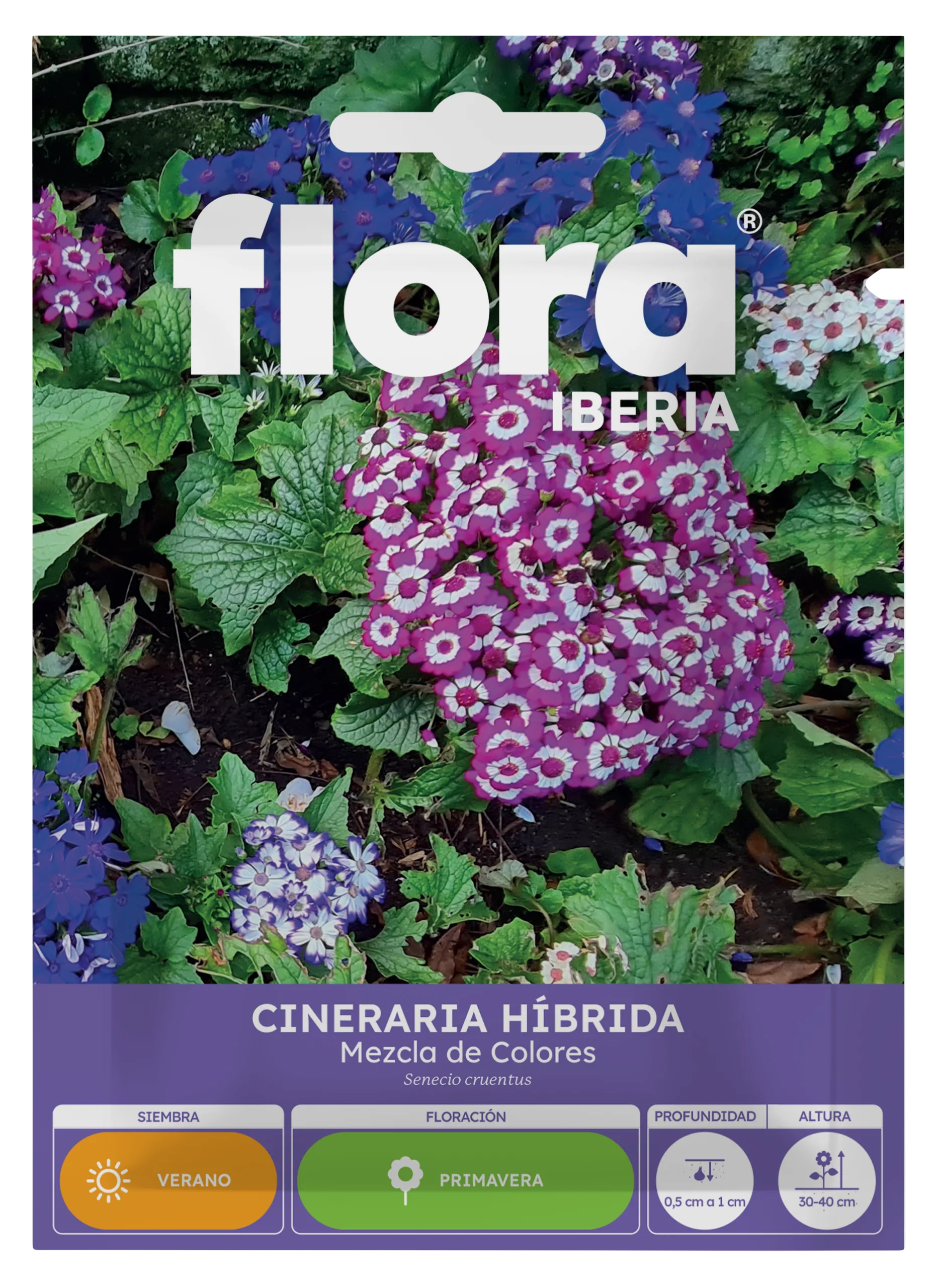 IA65125BOLS - Cineraria Híbrida Variada