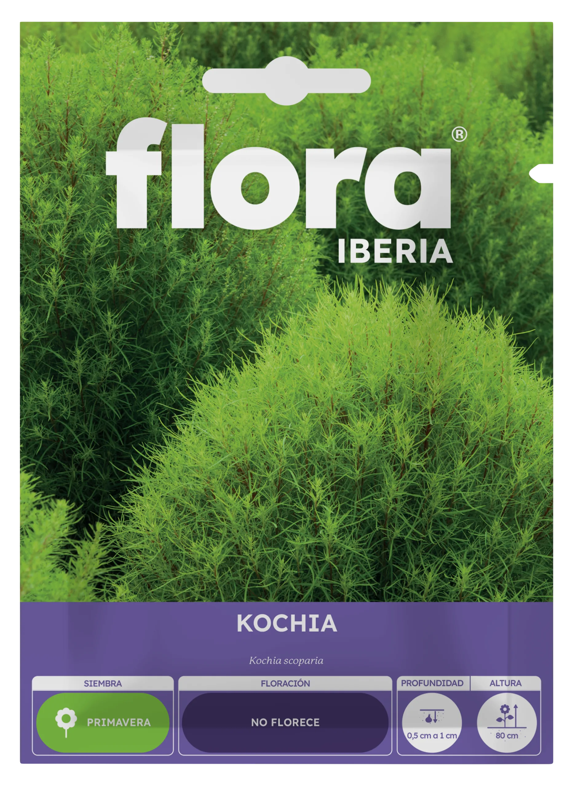 IA65130BOLS - Kochia