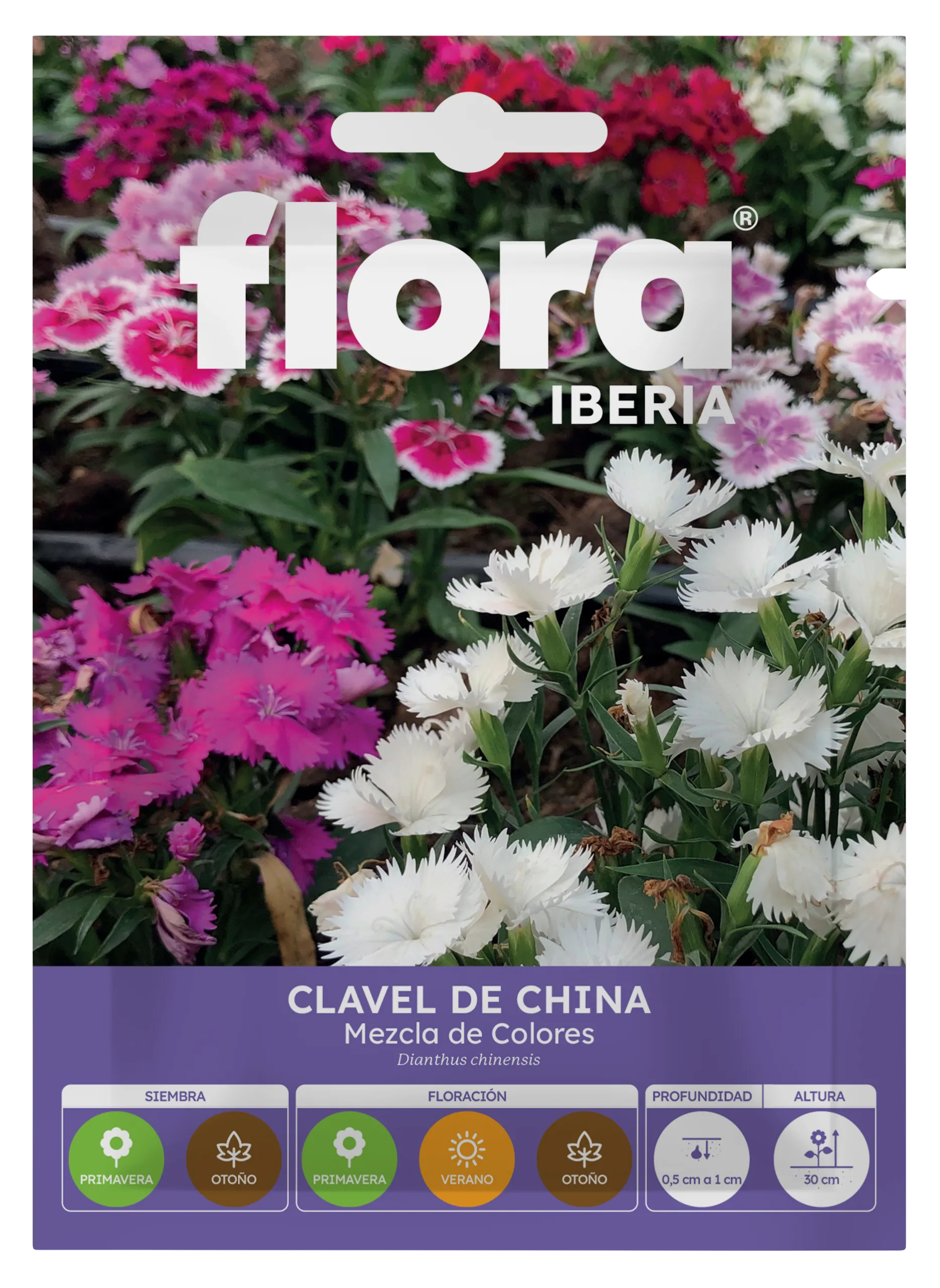 IA65175BOLS - Clavel de China Variado