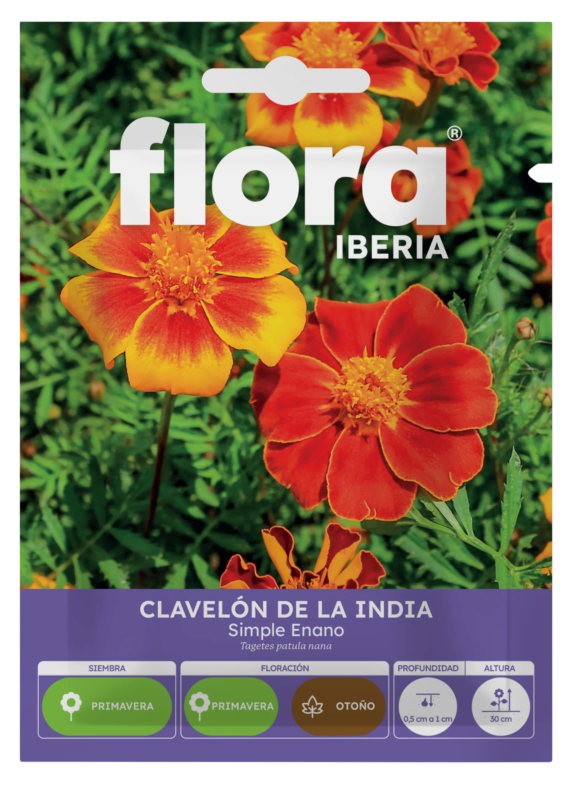 IA65190BOLS - Clavelon de la Índia Simple Enano