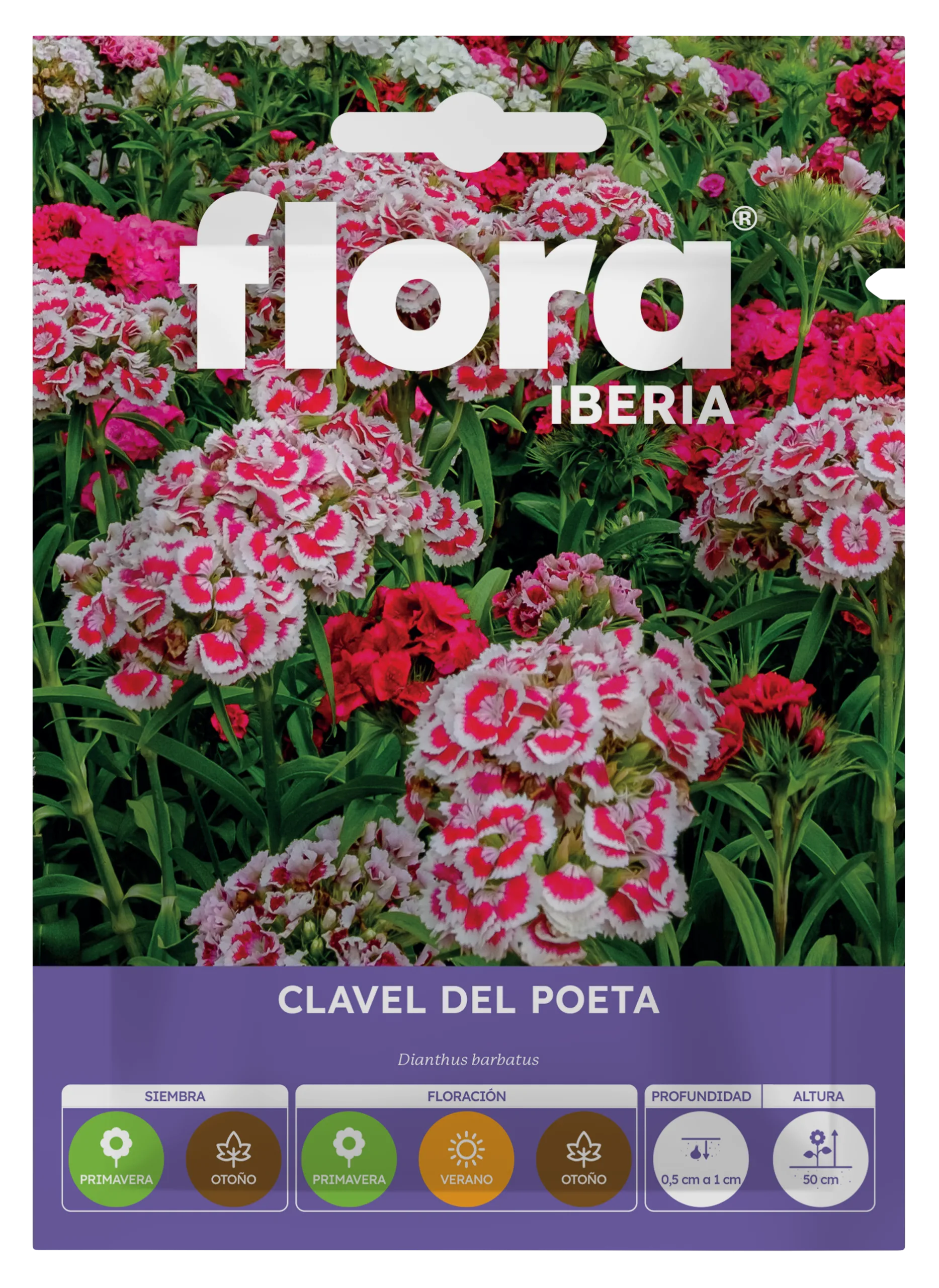 IA65195BOLS - Clavel del Poeta