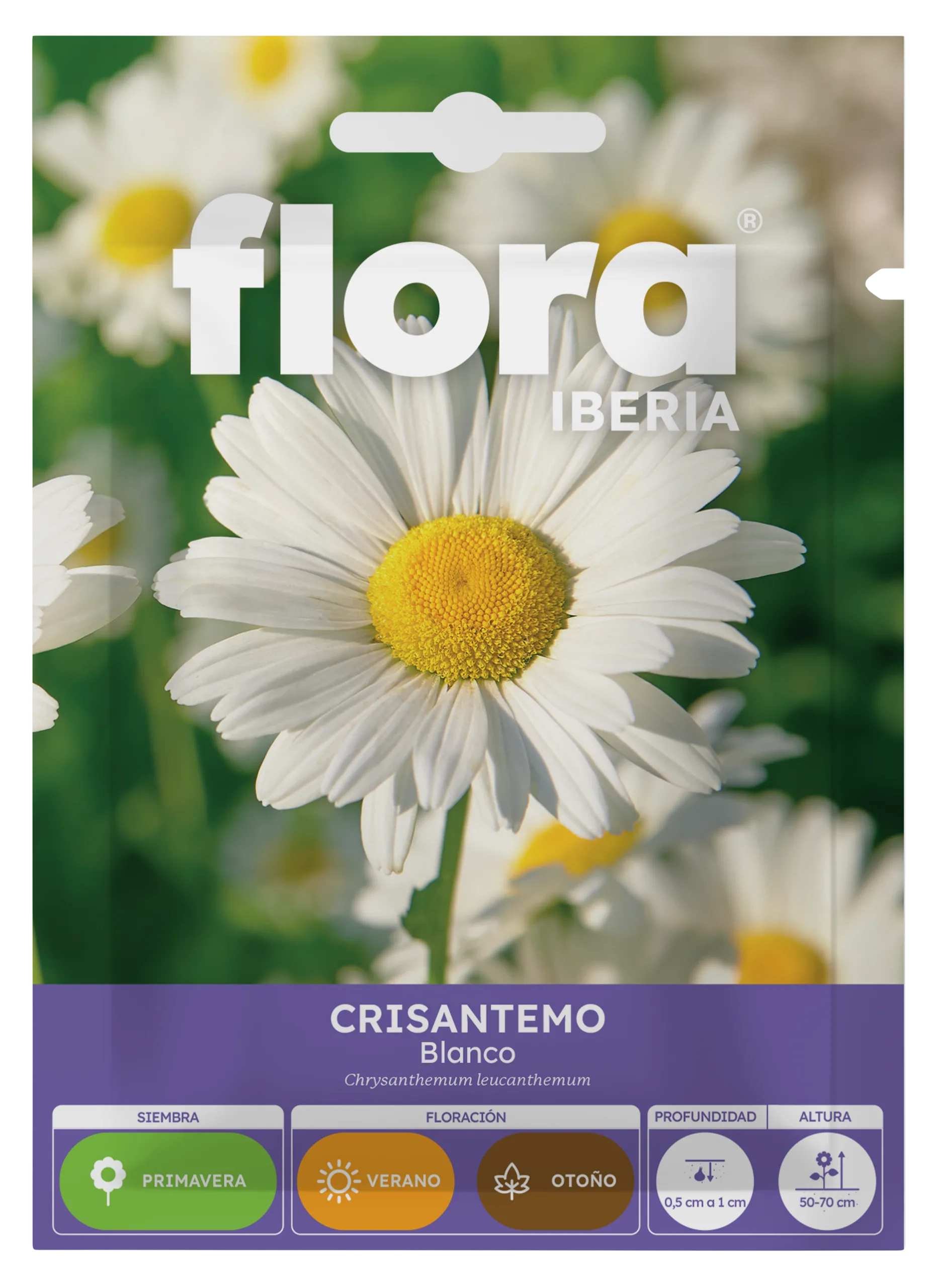 IA65200BOLS - Crisantemo Blanco