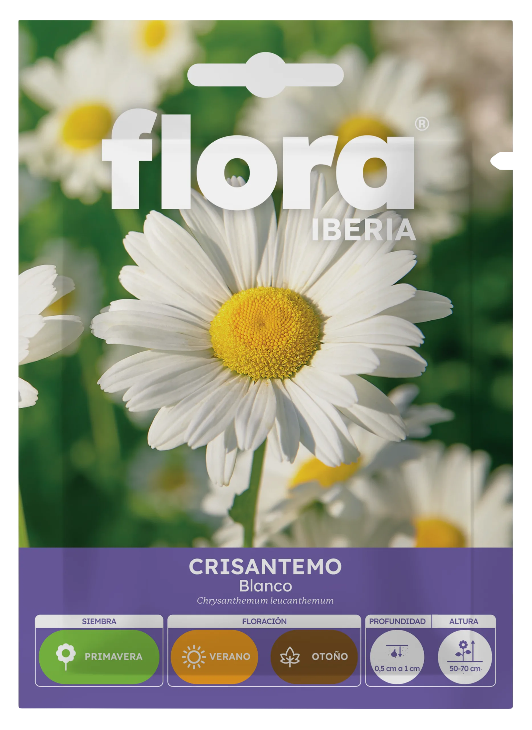 IA65200BOLS - Crisantemo Blanco
