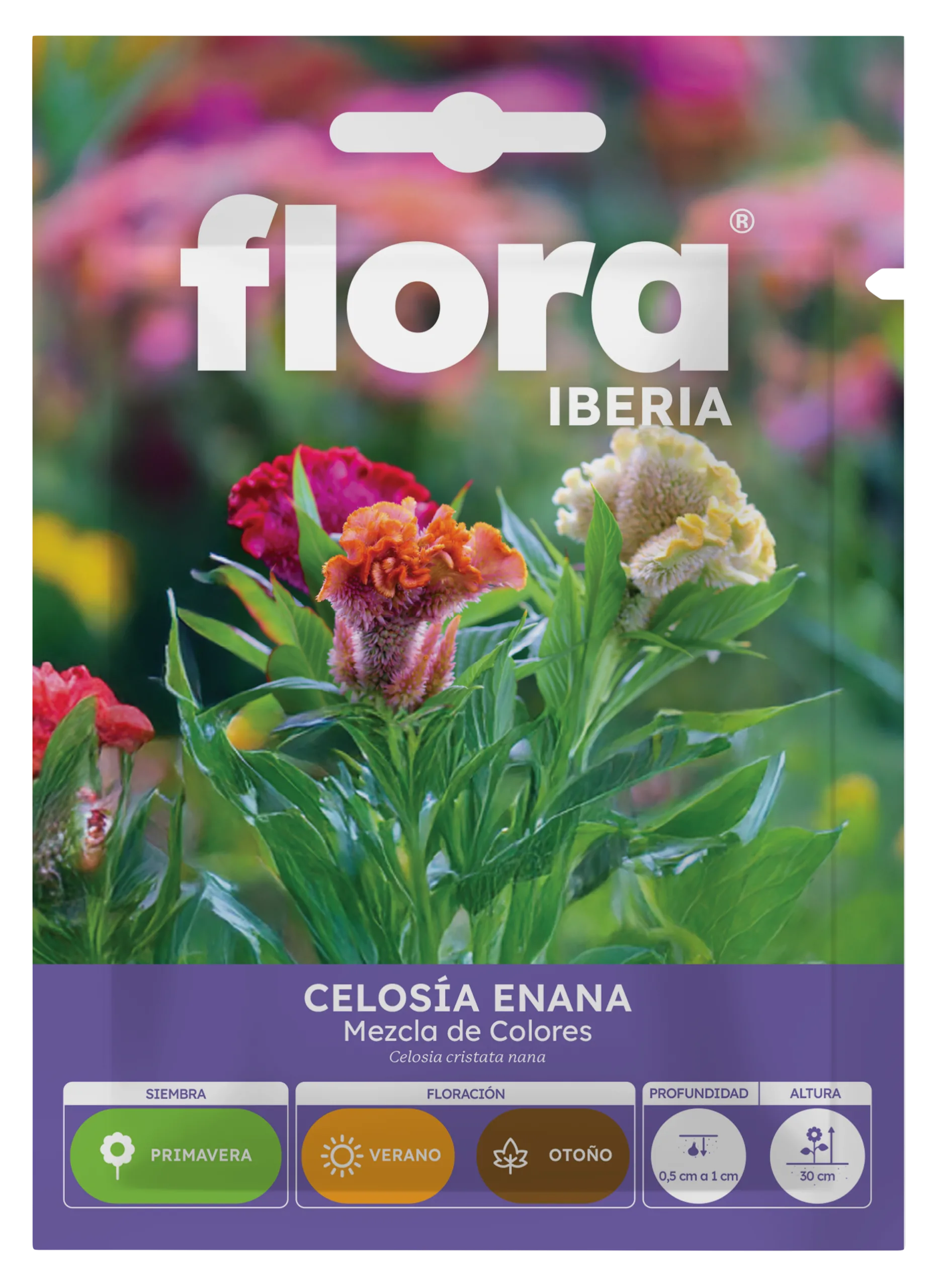 IA65210BOLS - Celosia Enana Variada