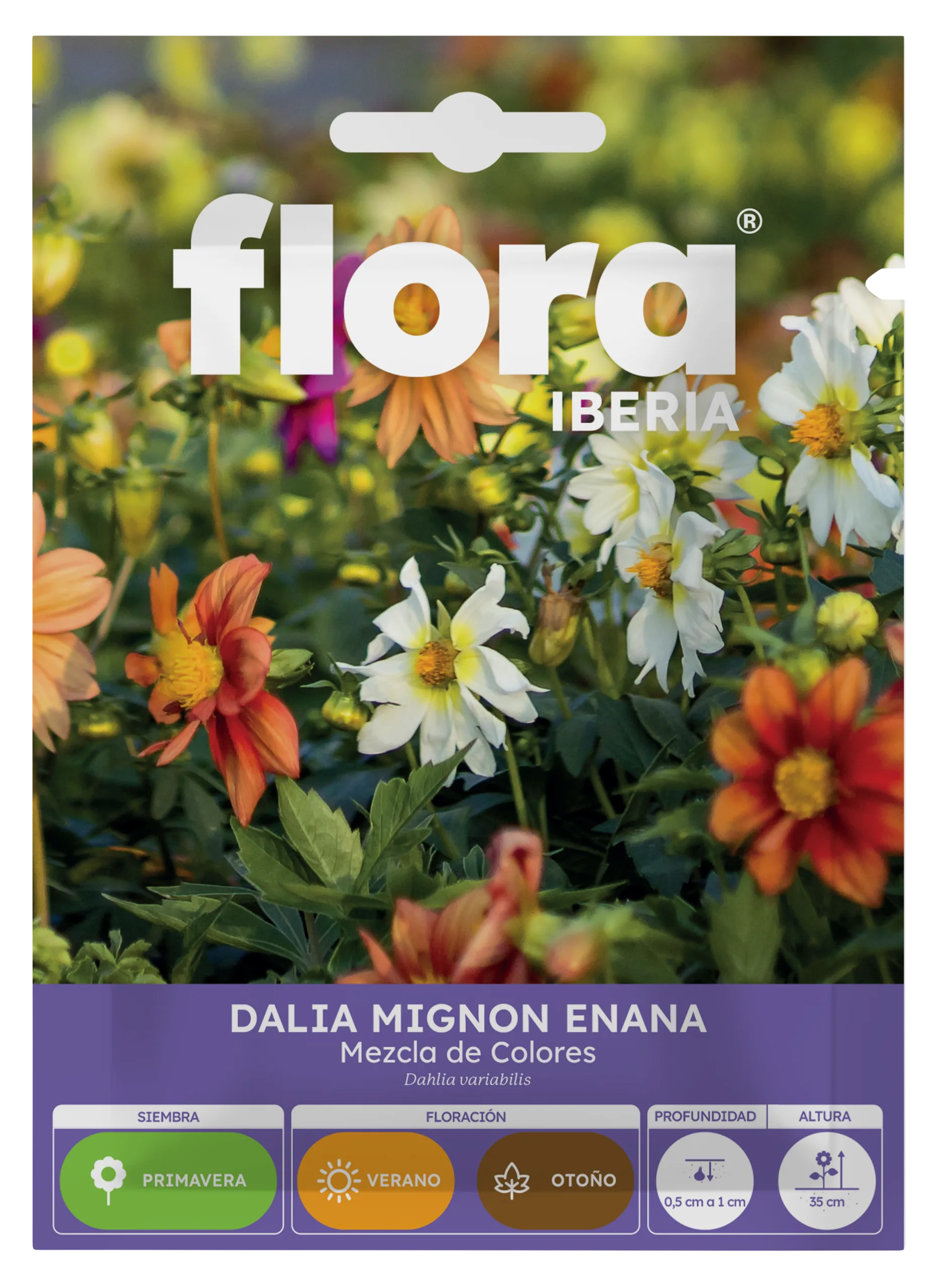 IA65220BOLS - Dalia Mignon Enana Variada