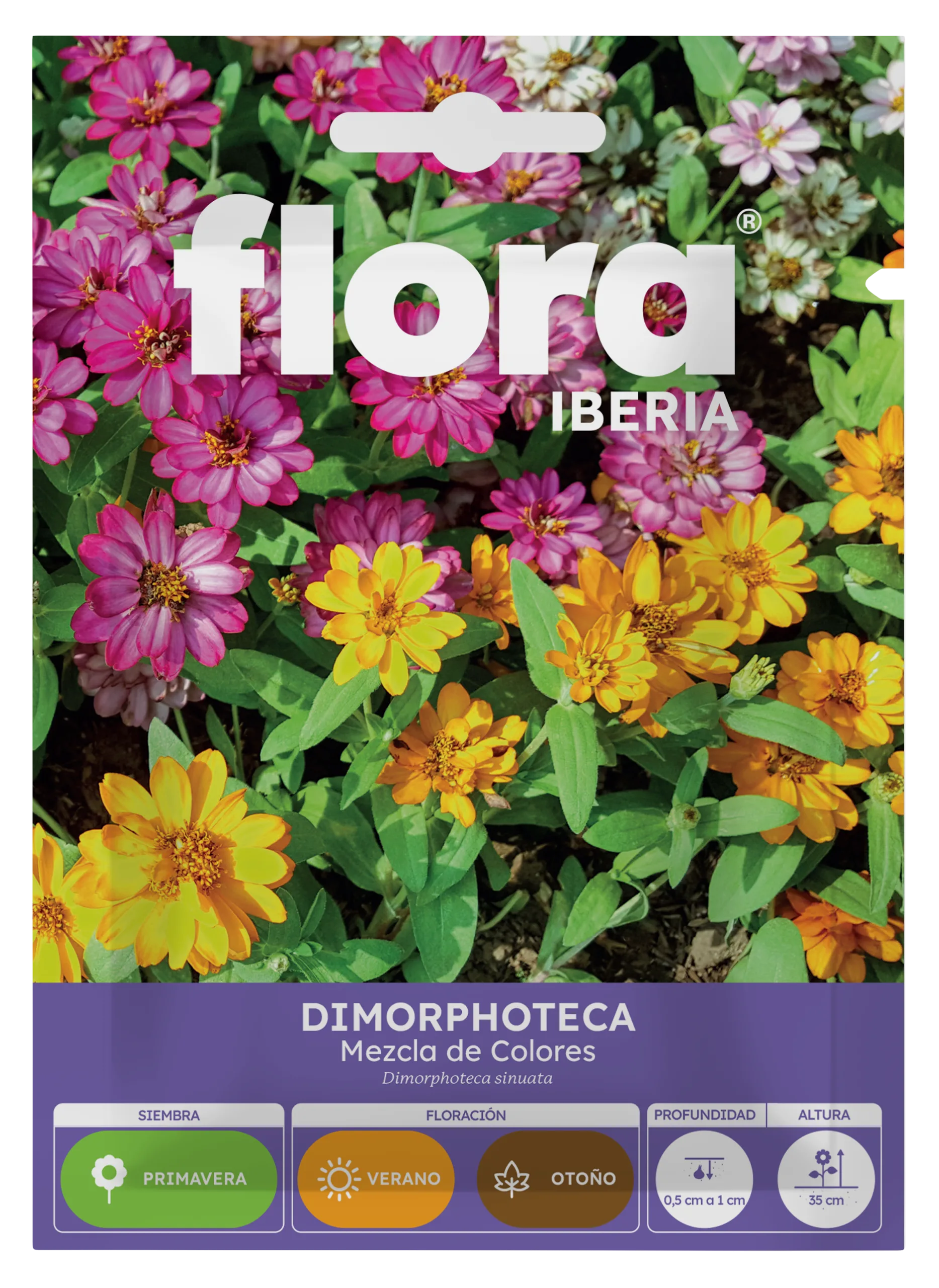 IA65230BOLS - Dimorphoteca Variada