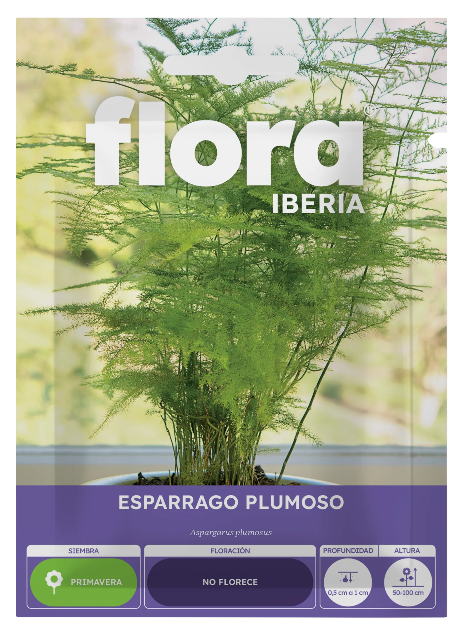 IA65245BOLS - Esparrago Plumoso