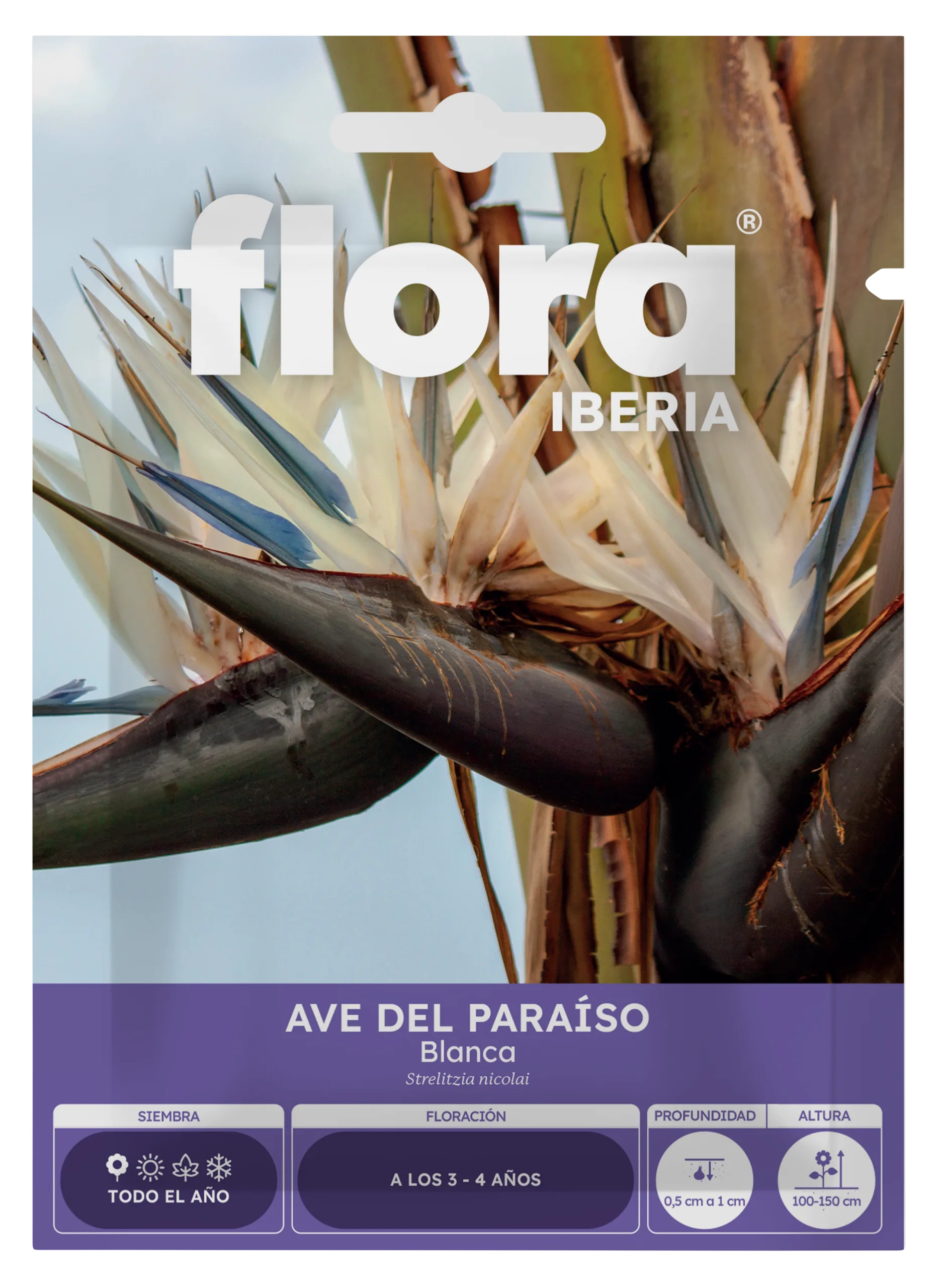 IA65253BOLS - Ave del Paraíso Blanca