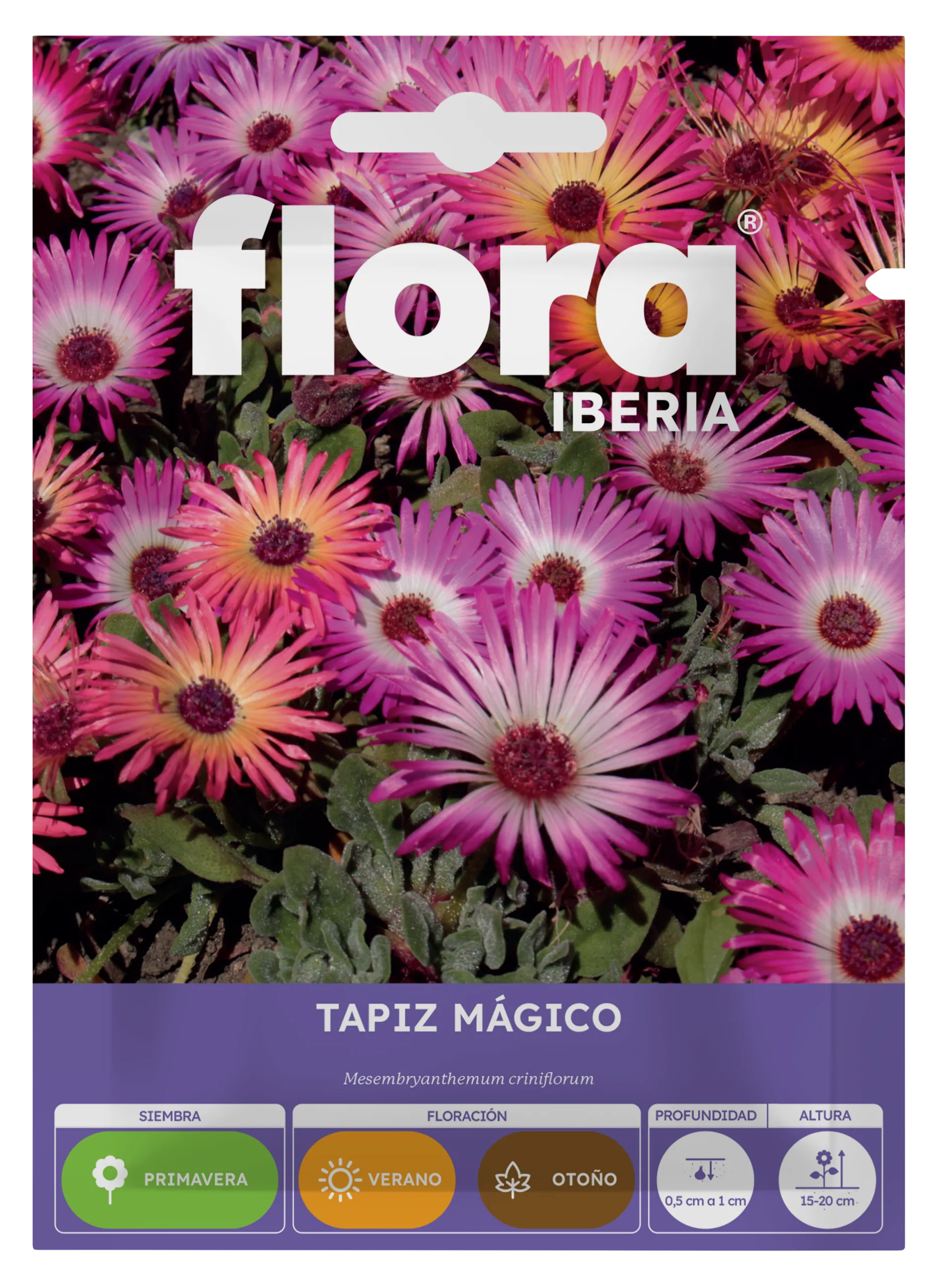 IA65255BOLS - Tapiz Mágico