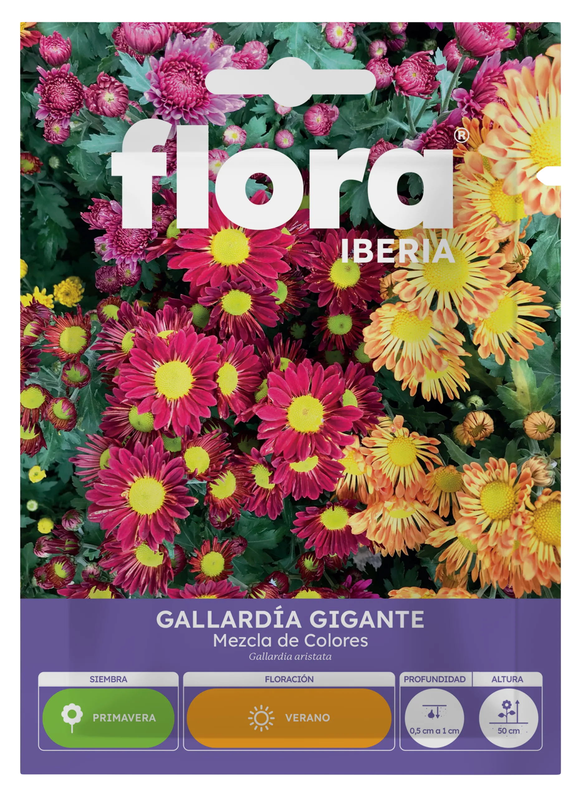 IA65265BOLS - Gallardia Gigante Variada