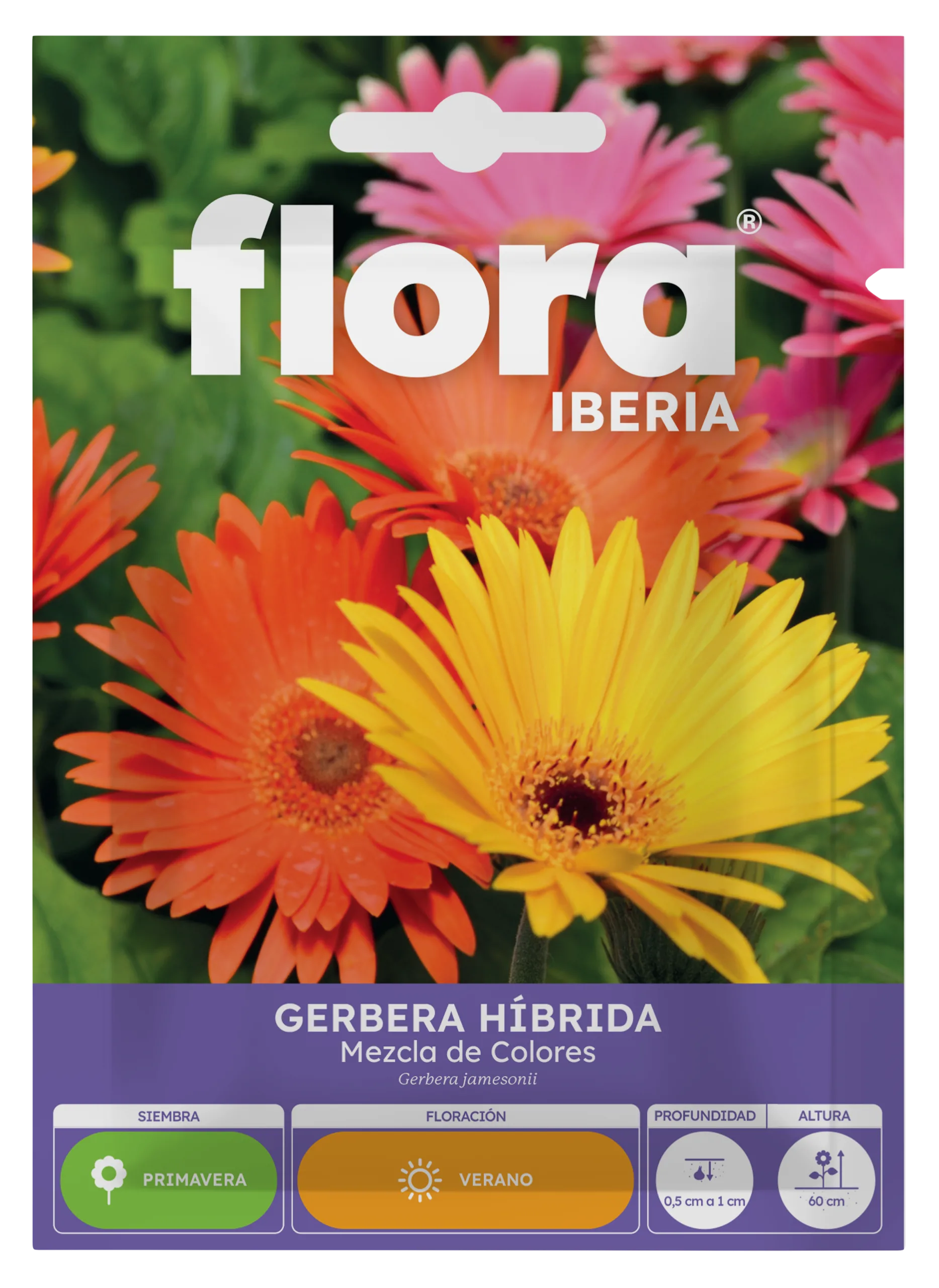 IA65270BOLS - Gerbera Híbrida Variada