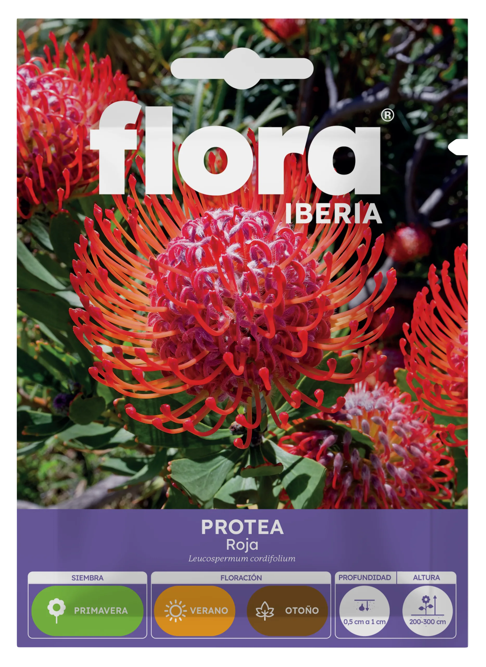 IA65356BOLS - Protea Roja