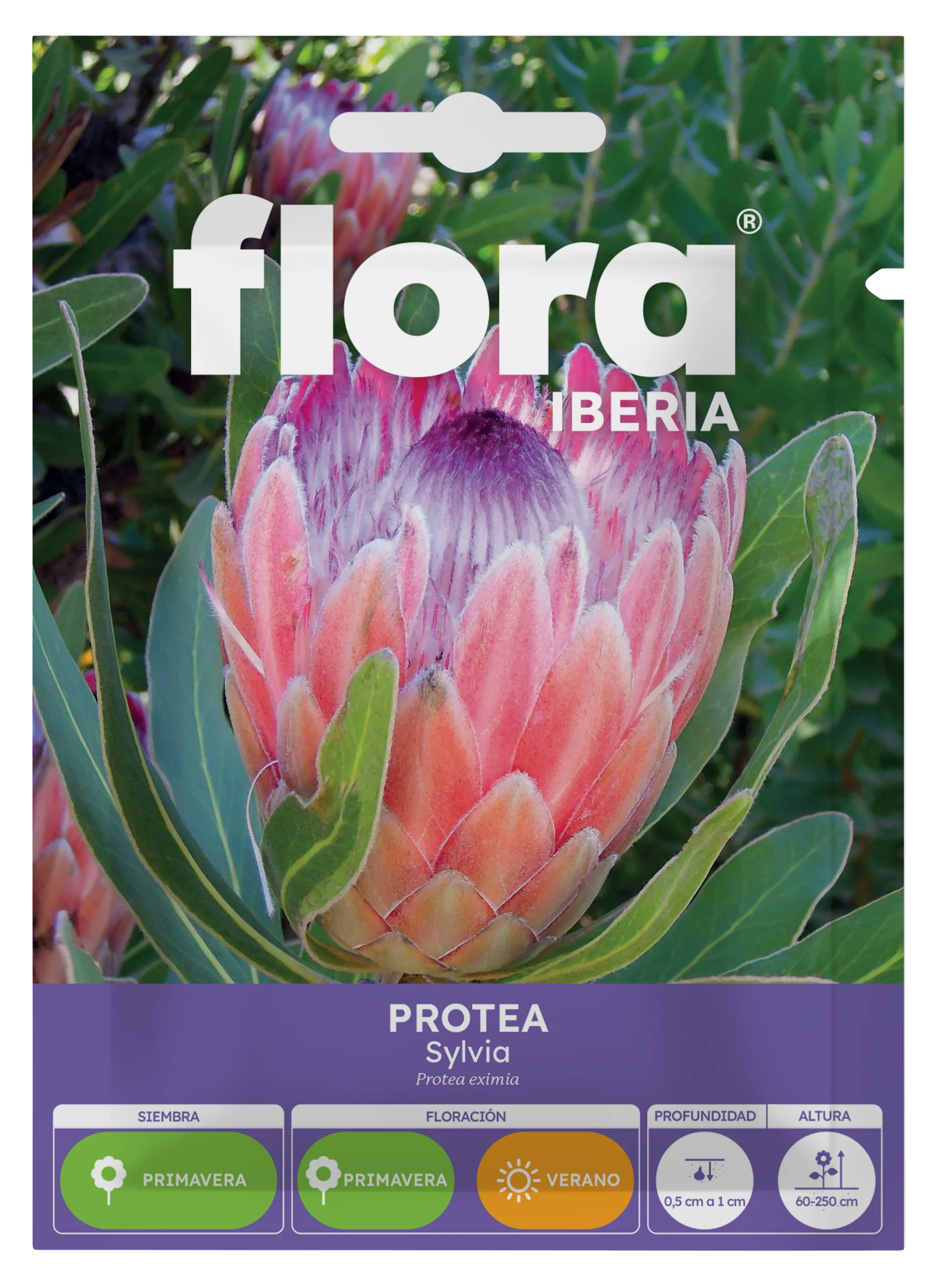 IA65368BOLS - Protea Sylvia