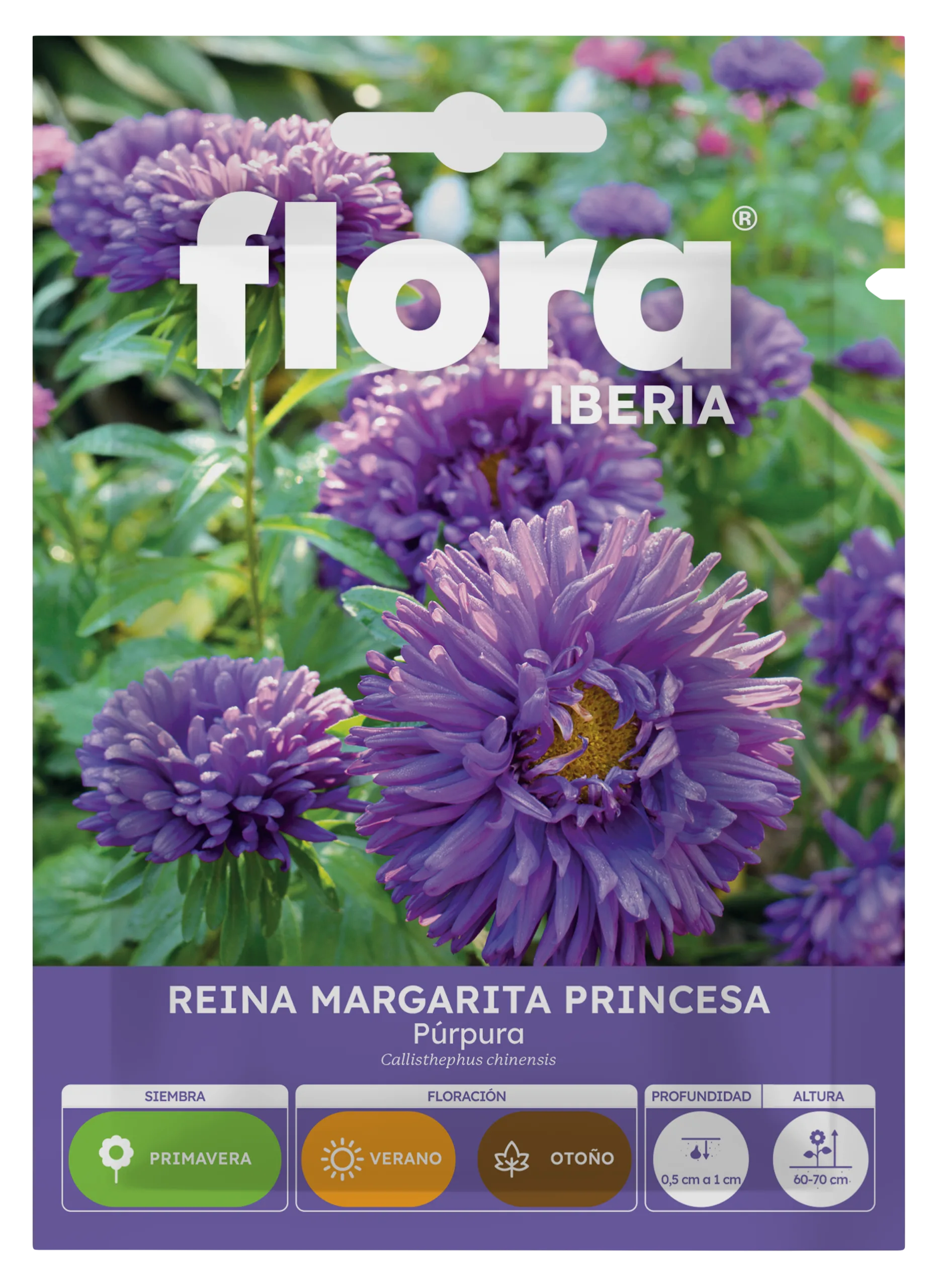 IA65376BOLS - Reina Margarita Princesa Púrpura