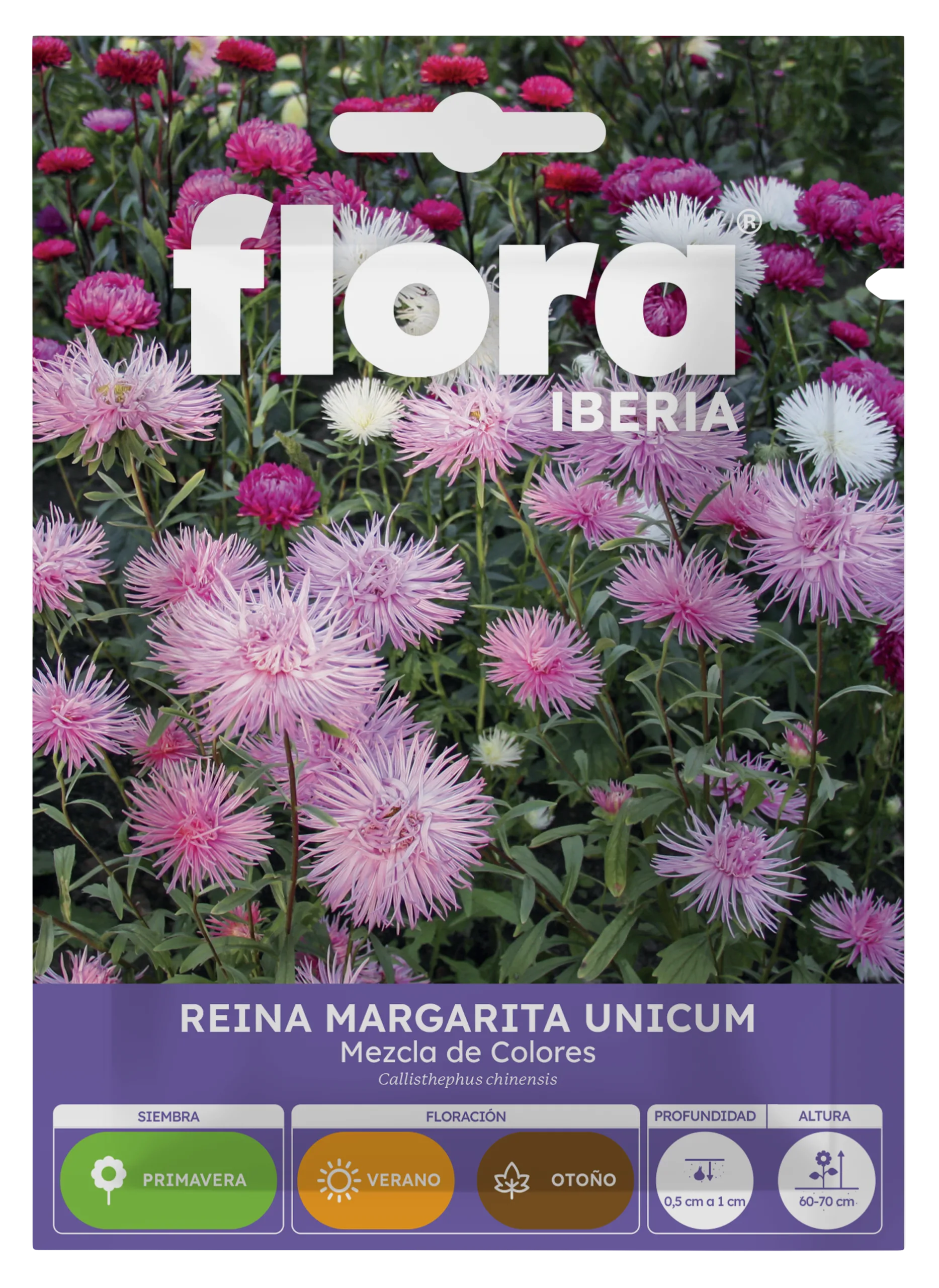 IA65385BOLS - Reina Margarita Unicum Variada