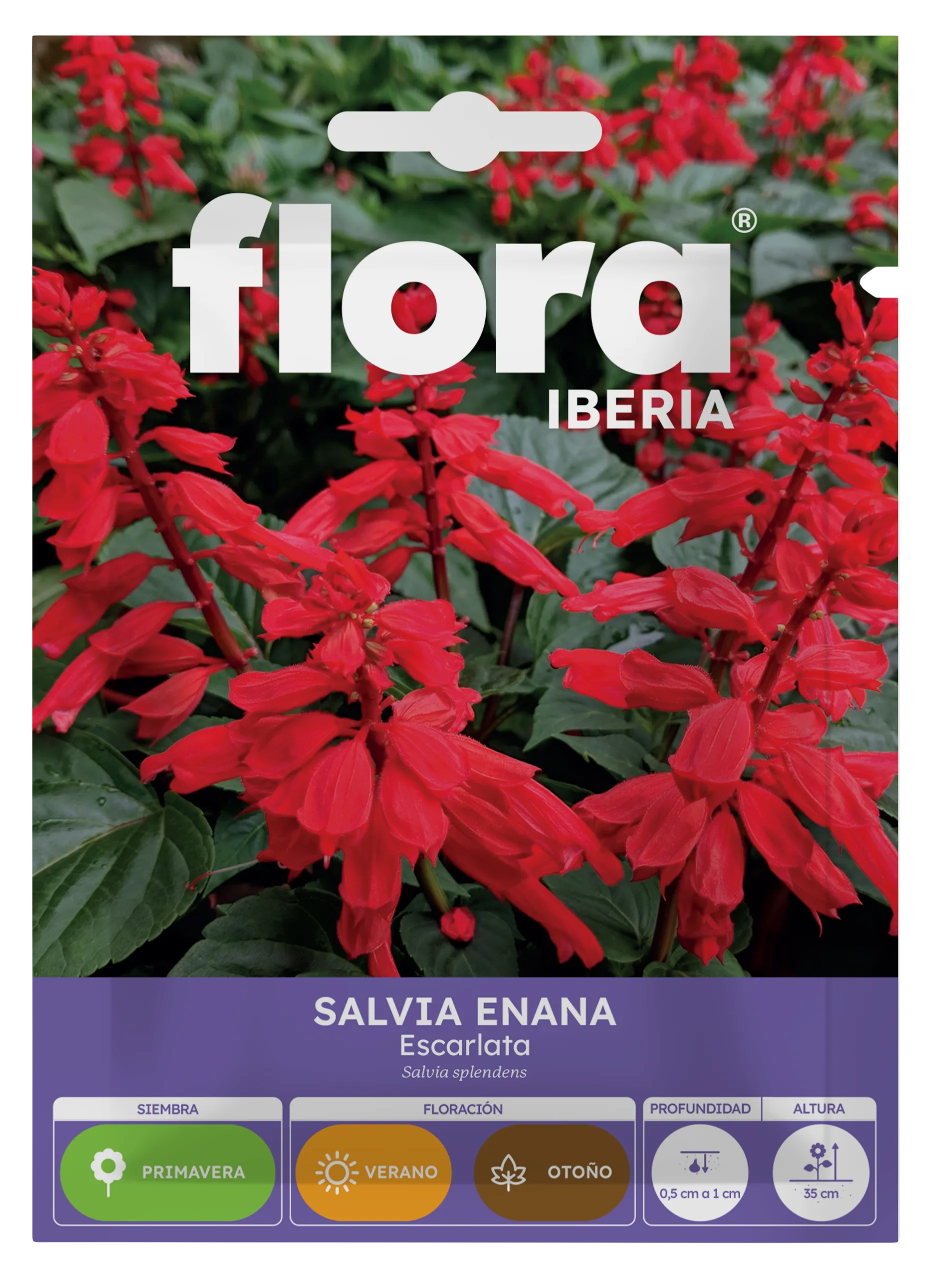 IA65390BOLS - Salvia Enana Escarlata