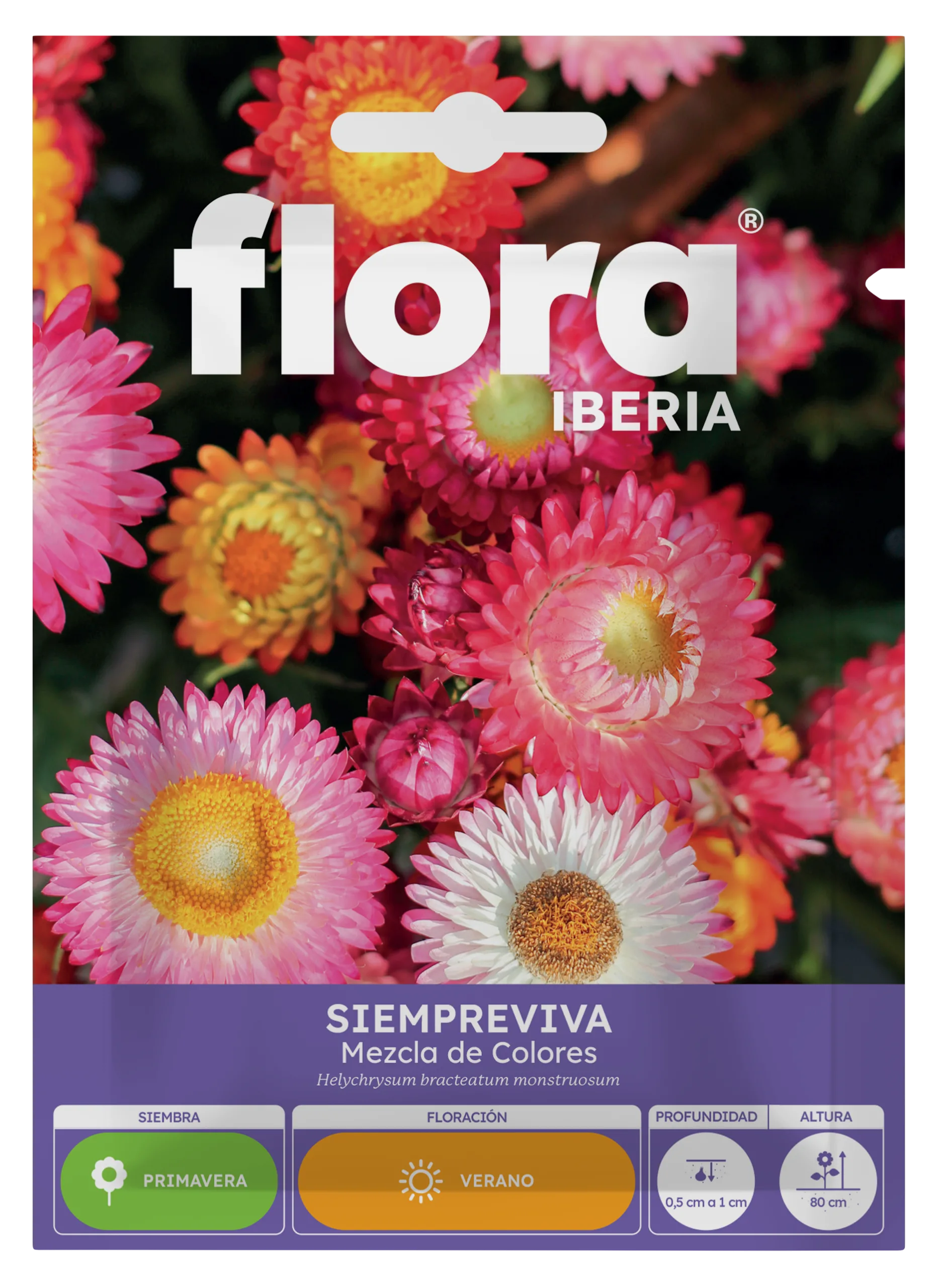 IA65395BOLS - Siempreviva Variada