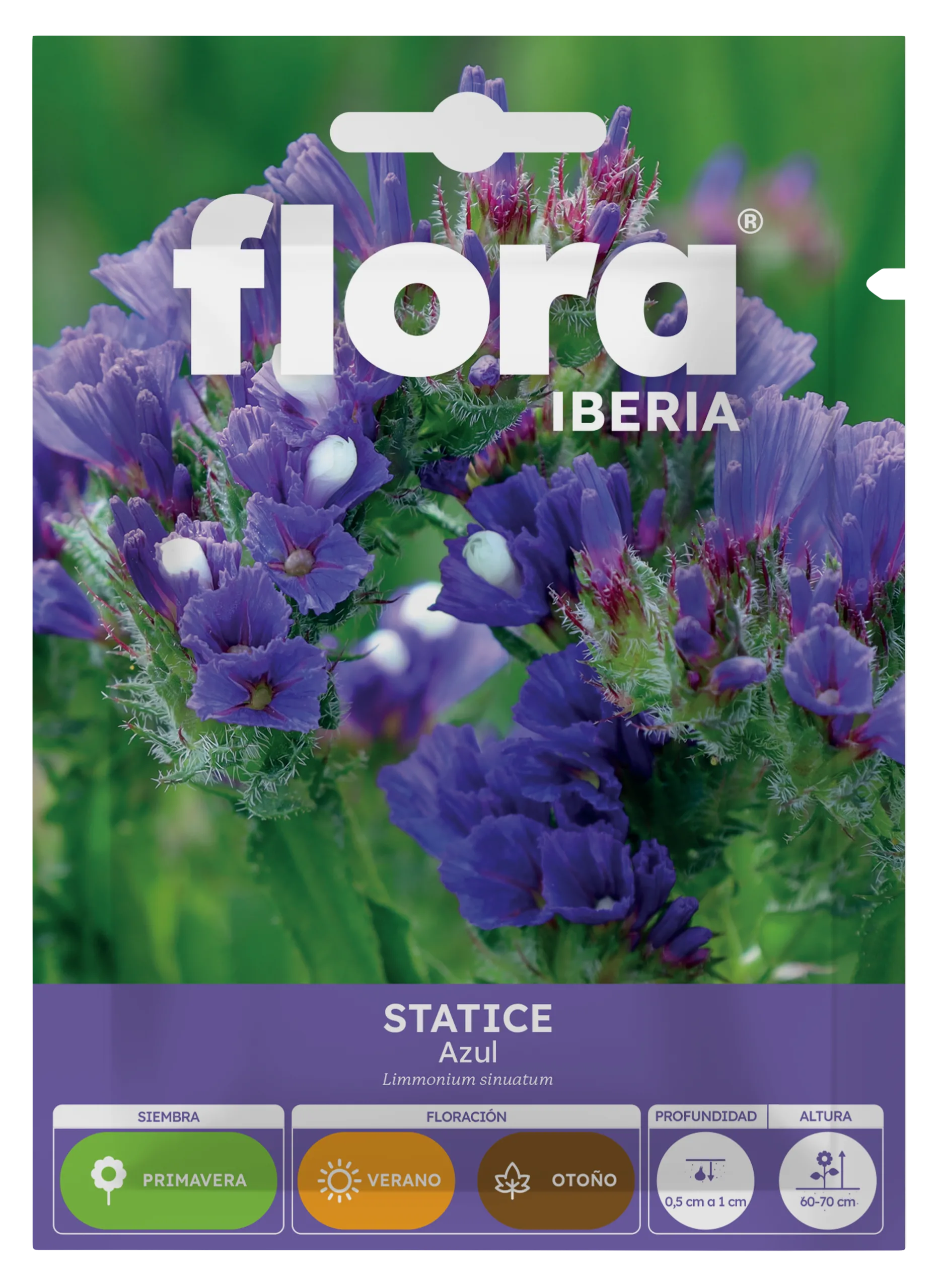 IA65403BOLS - Statice Azul