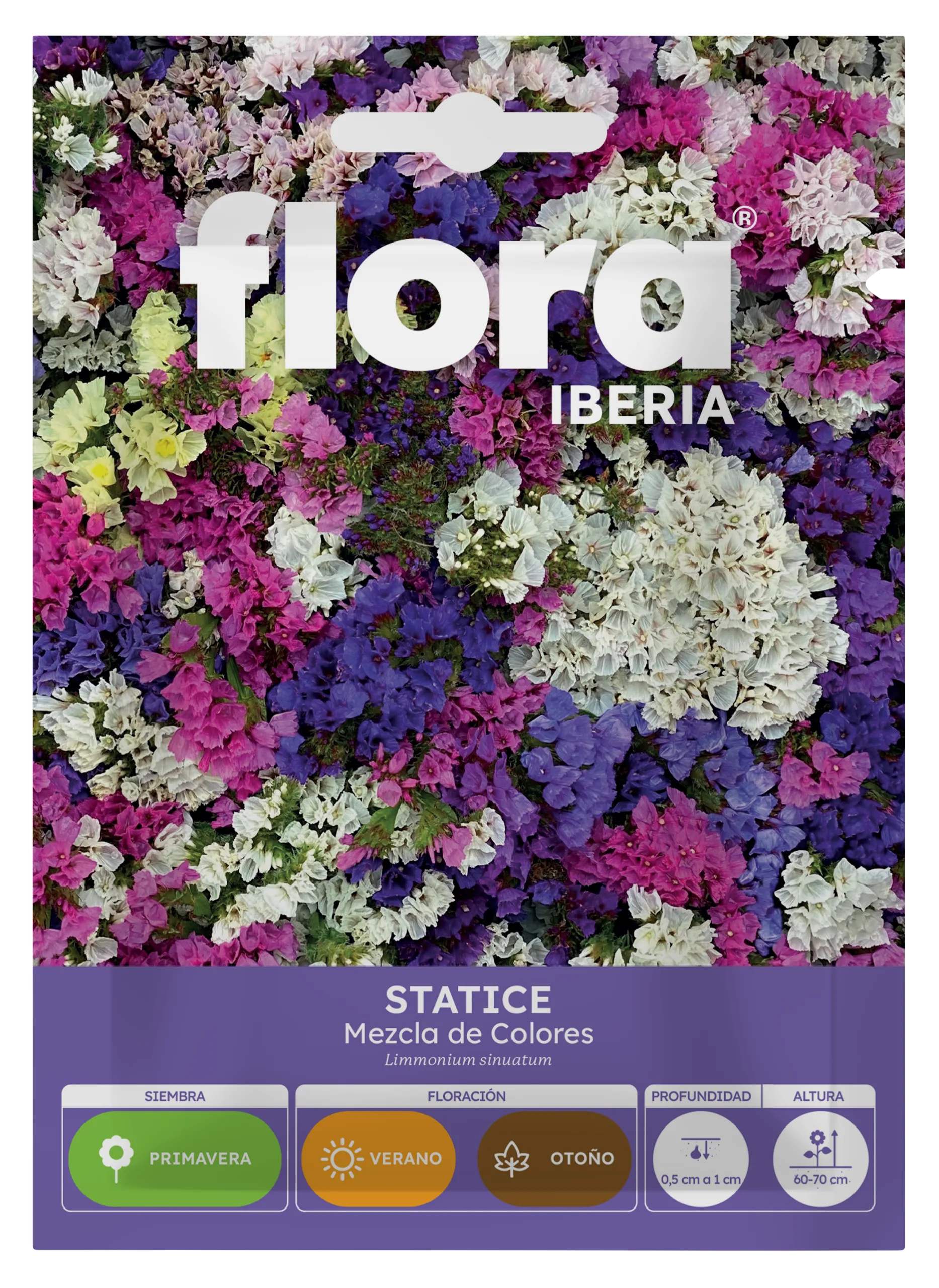 IA65415BOLS - Statice Variado