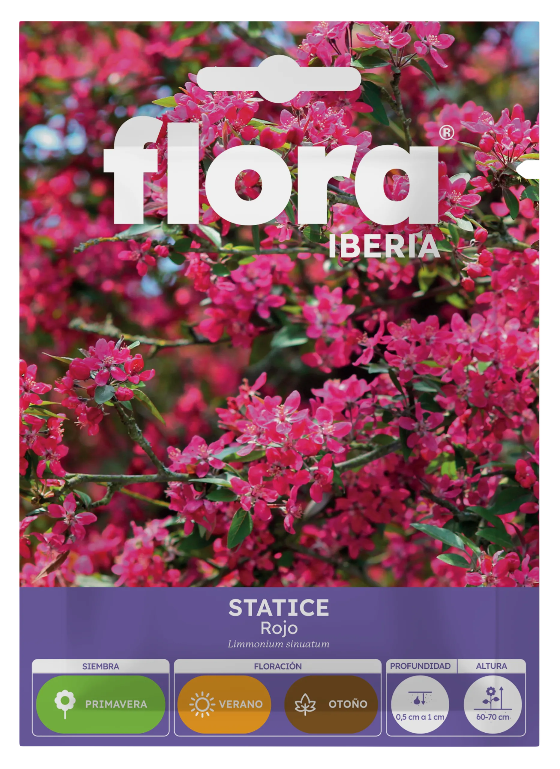 IA65417BOLS - Statice Rojo
