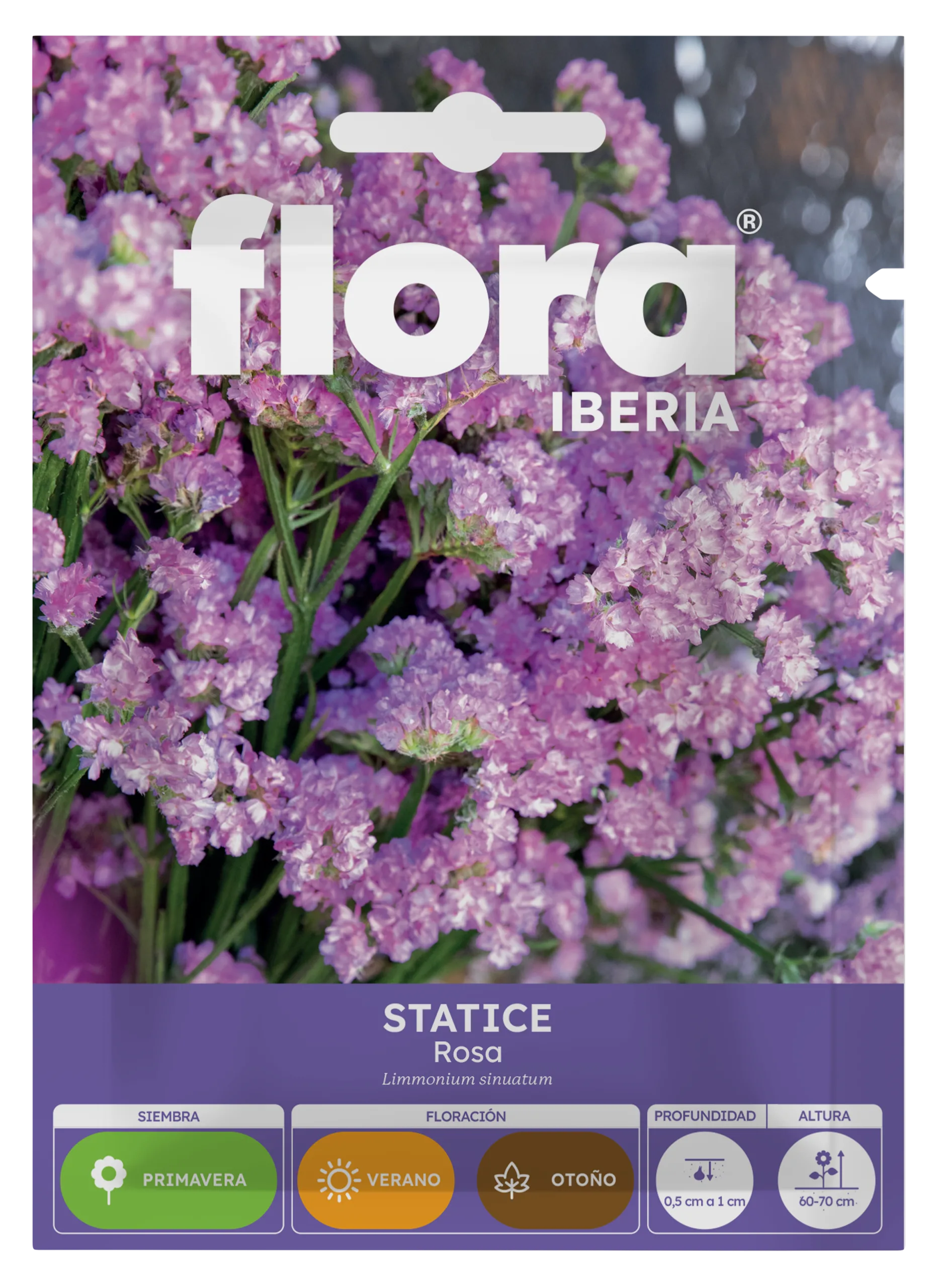 IA65420BOLS - Statice Rosa