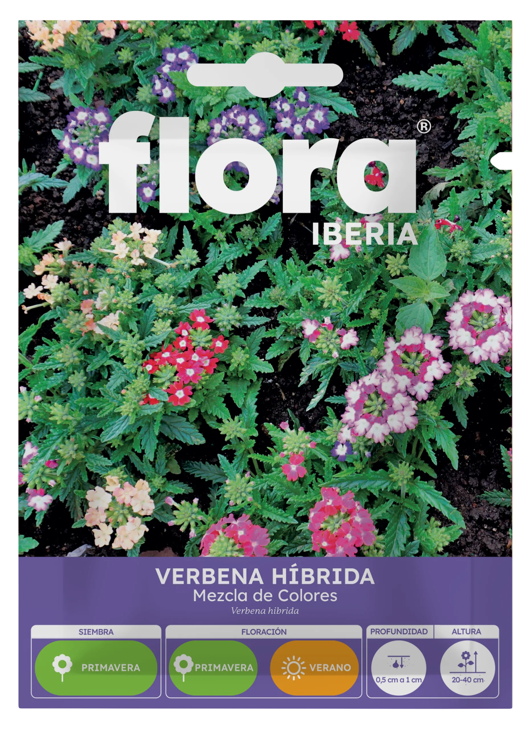 IA65430BOLS - Verbena Híbrida Variada