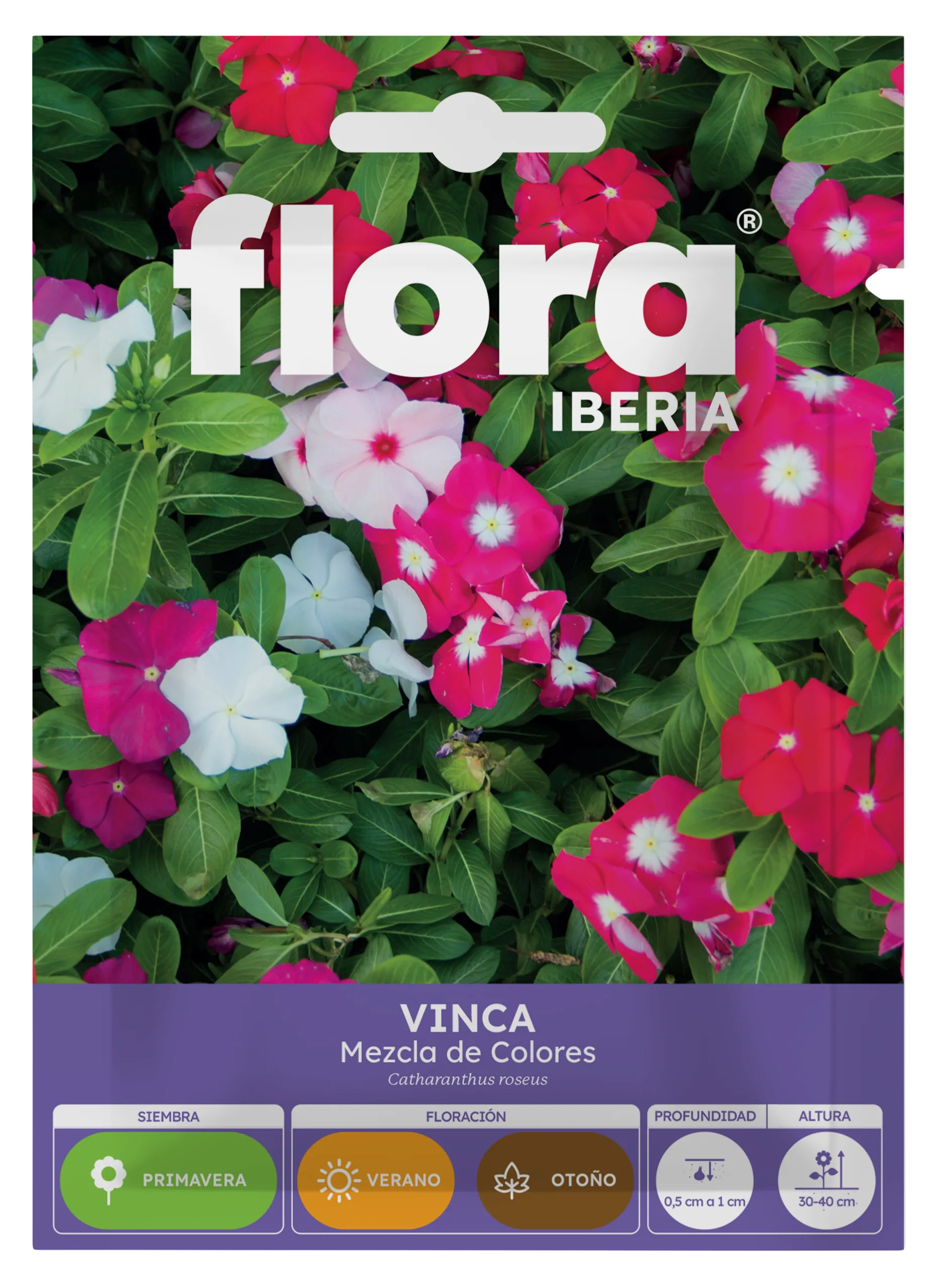 IA65435BOLS - Vinca Variada