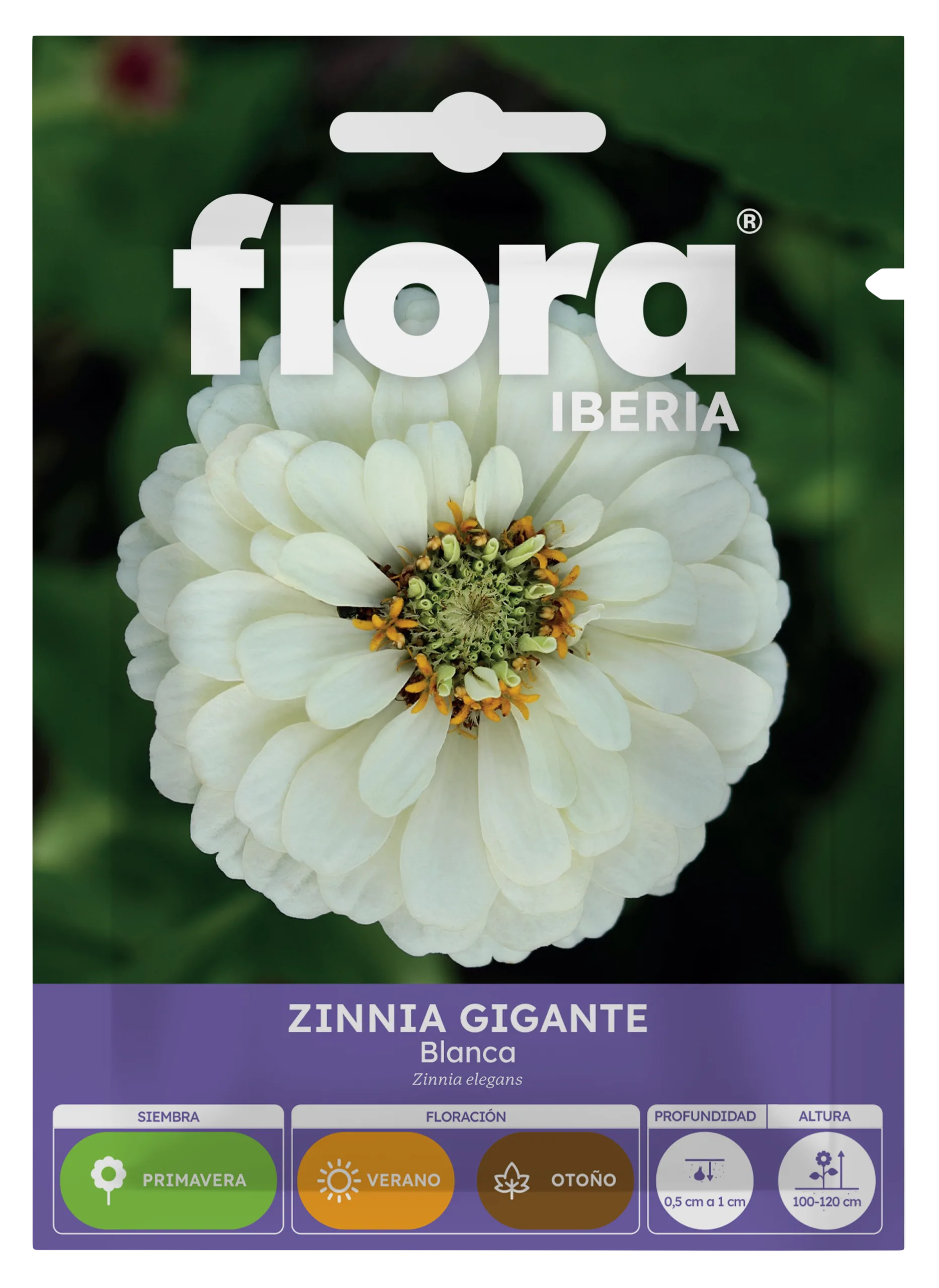 IA65443BOLS - Zinnia Gigante Blanca