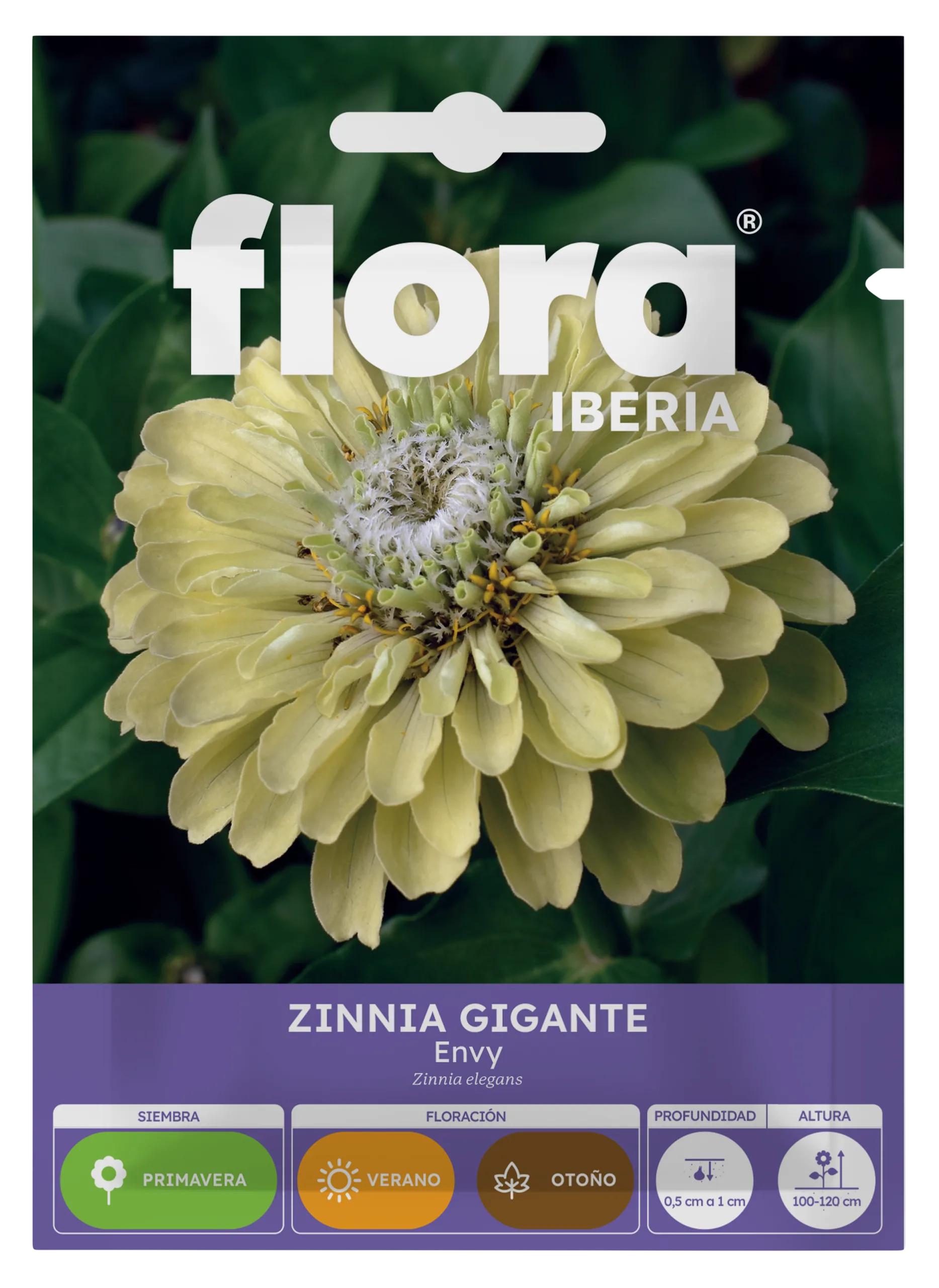 IA65444BOLS - Zinnia Gigante Envy