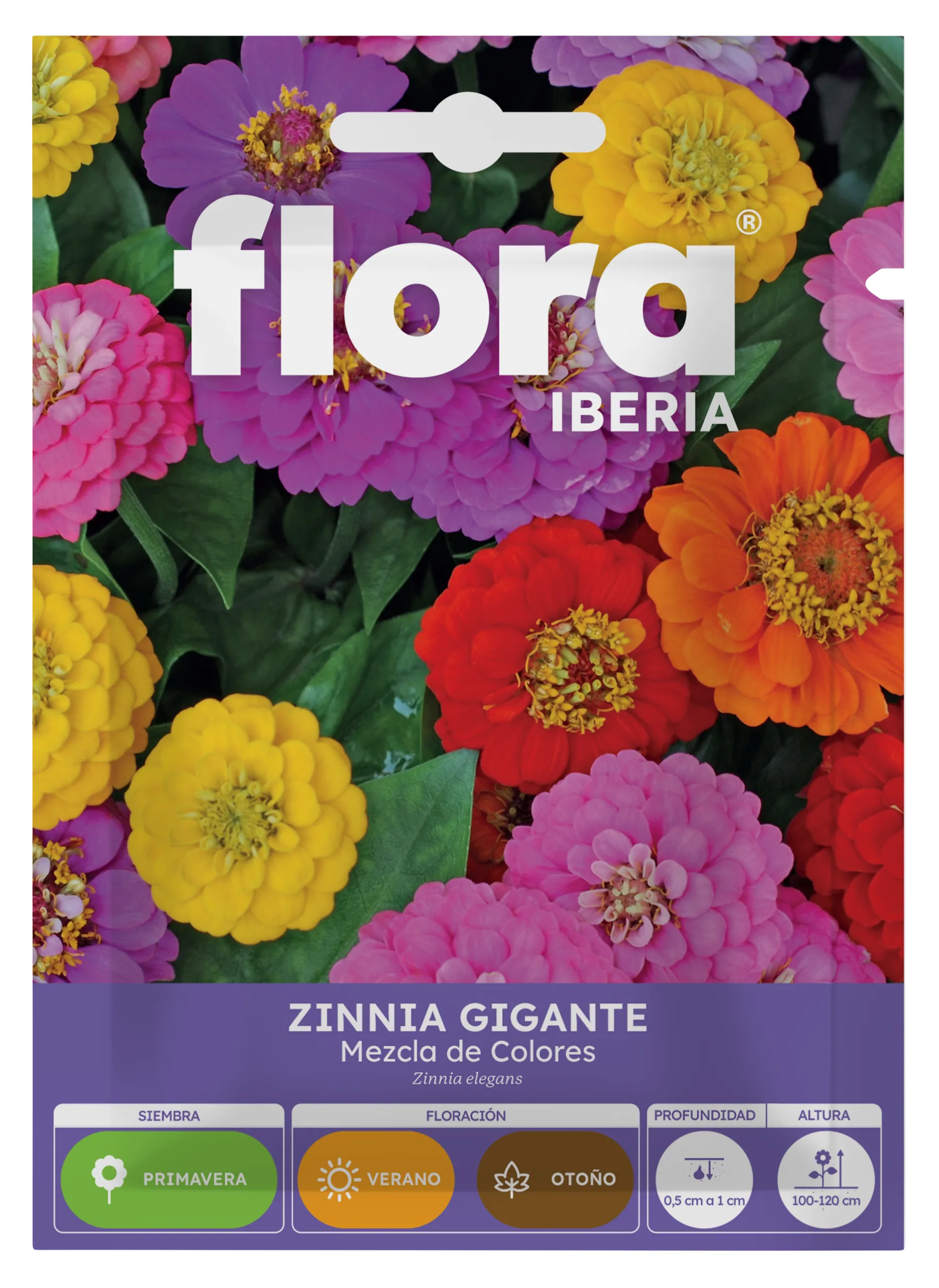 IA65445BOLS - Zinnia Gigante Variada