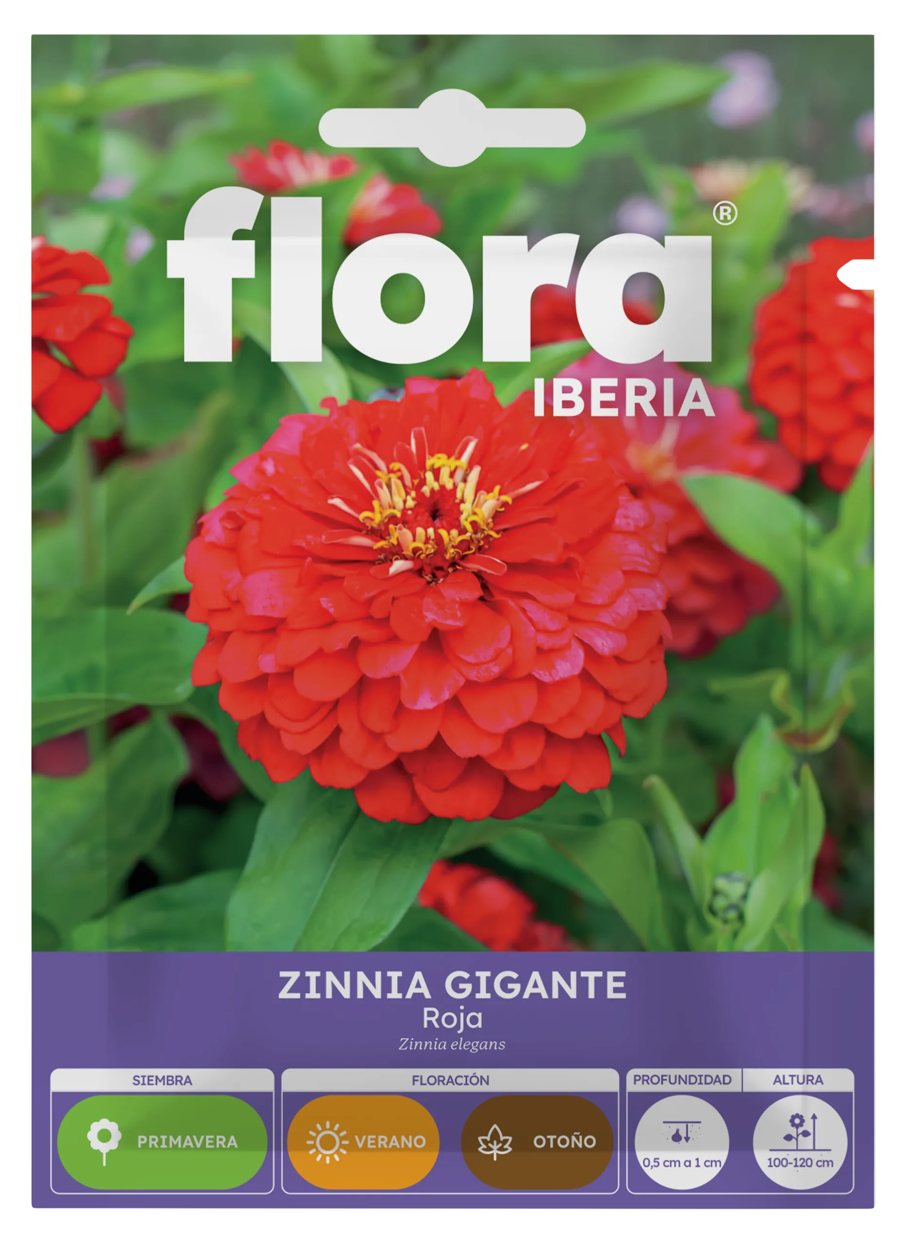 IA65447BOLS - Zinnia Gigante Roja