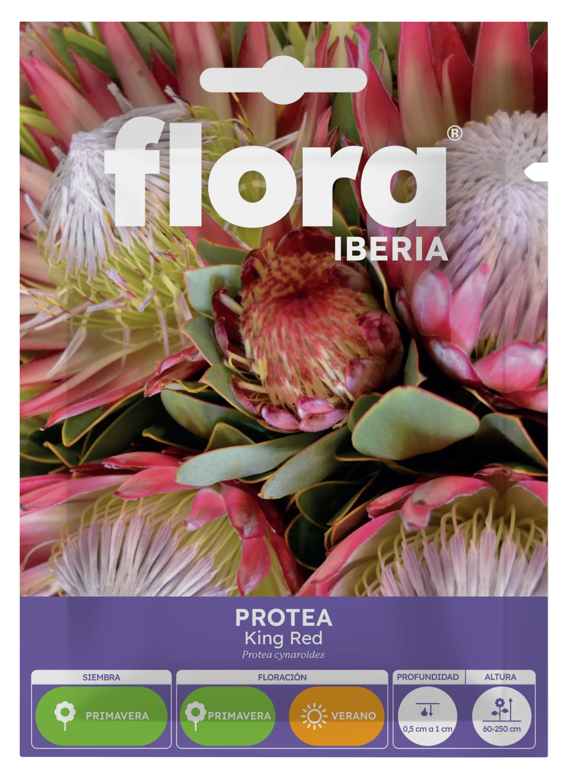 IA65460BOLS - Protea King Red