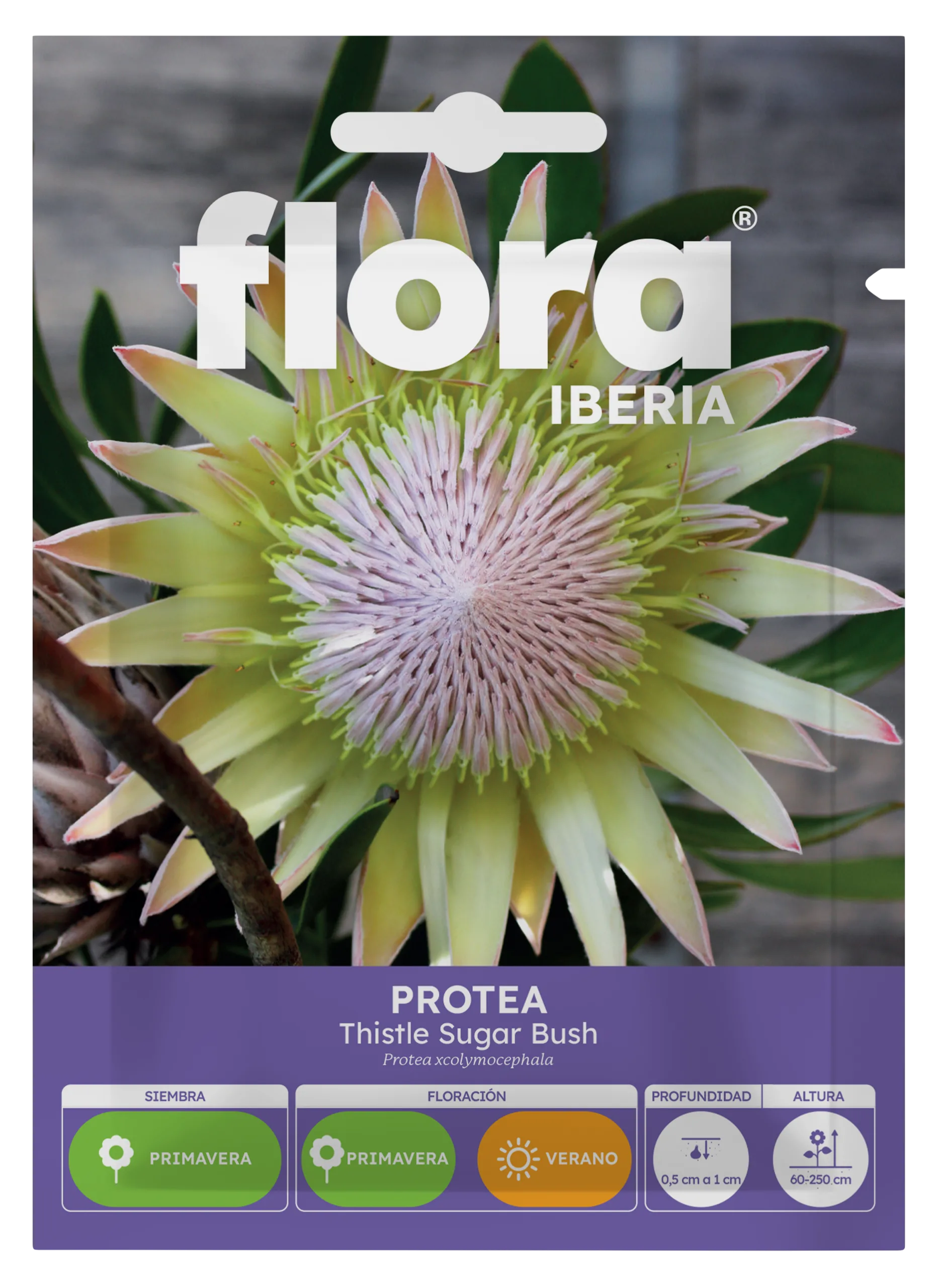 IA65366BOLS - Protea Sugar Bush