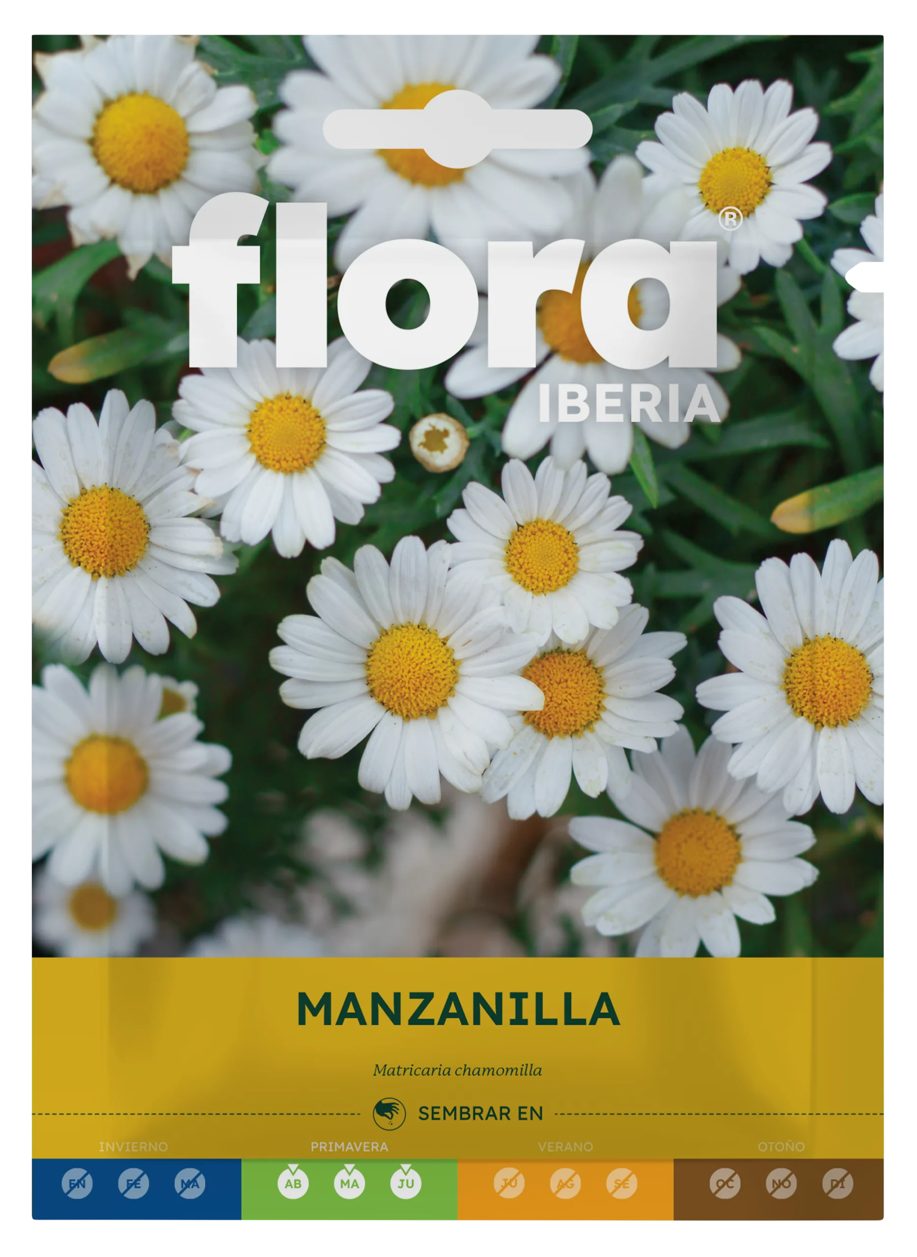 IA65540BOLS - Manzanilla