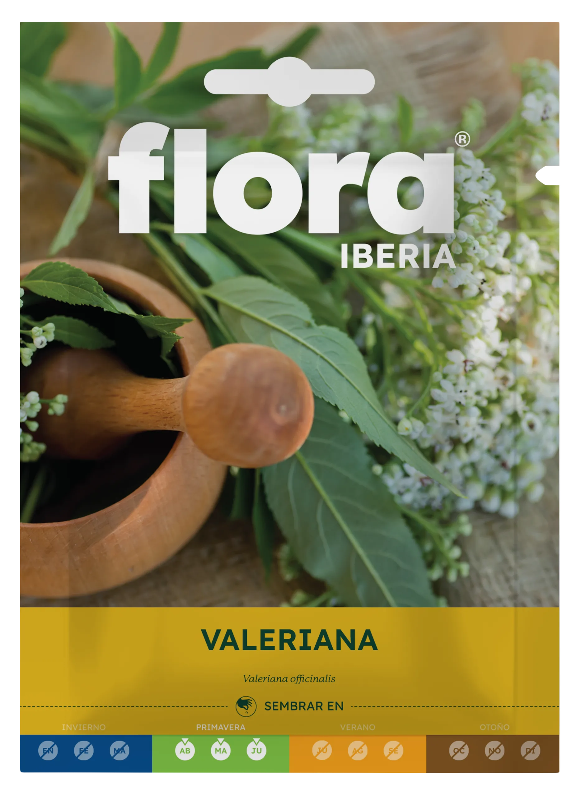 IA65576BOLS - Valeriana